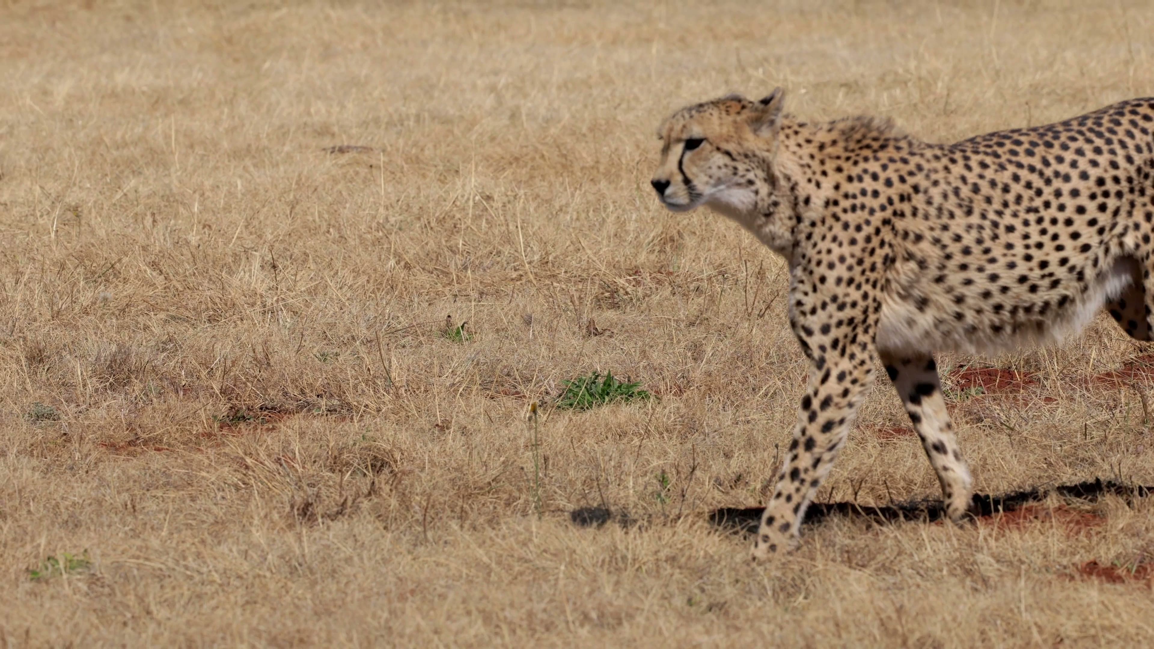 A cheetah stalking through dry grassland