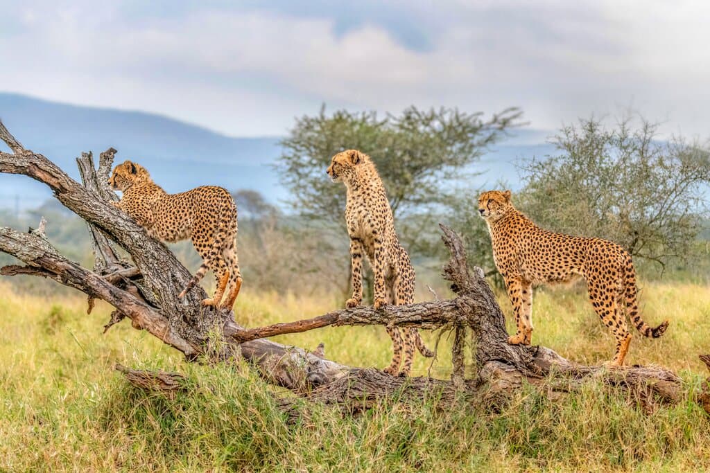 A week immersed in the bush, tracking the Big Five