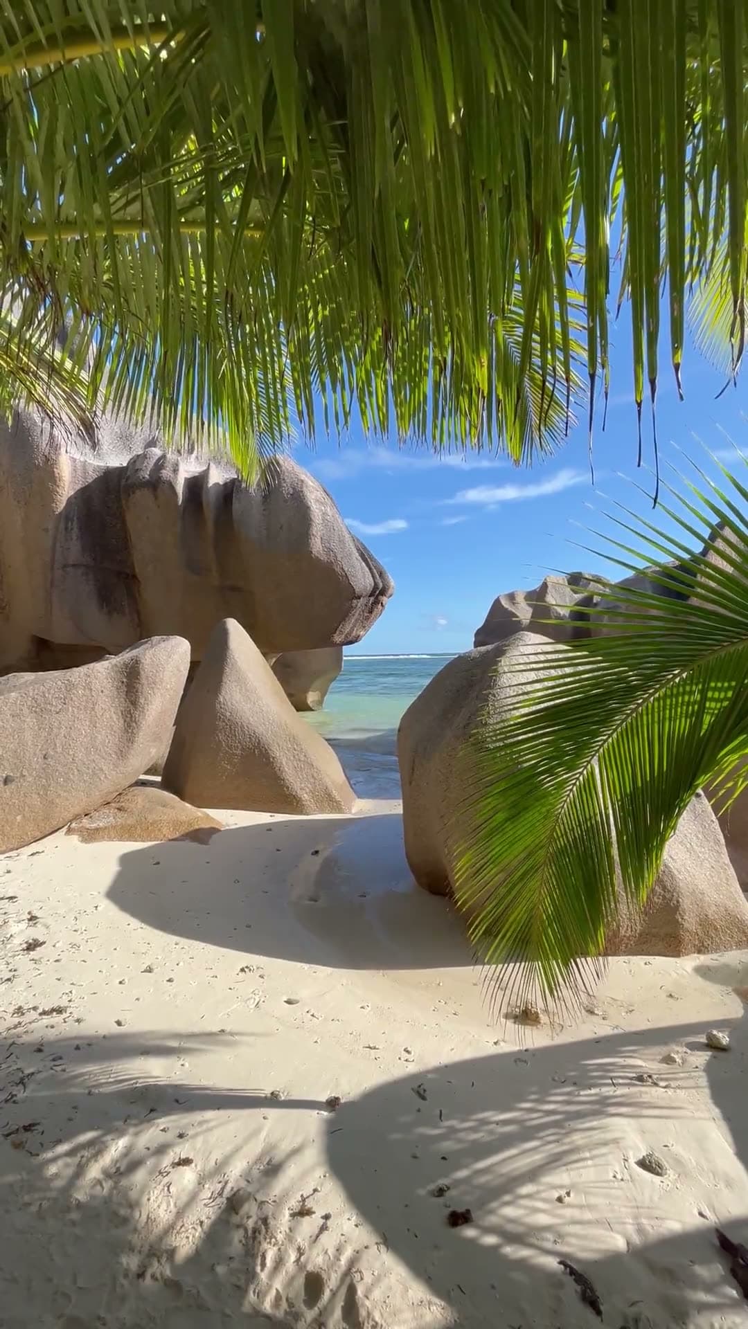 Sunlight filtering through palm fronds framing weathered granite boulders on a Seychelles beach