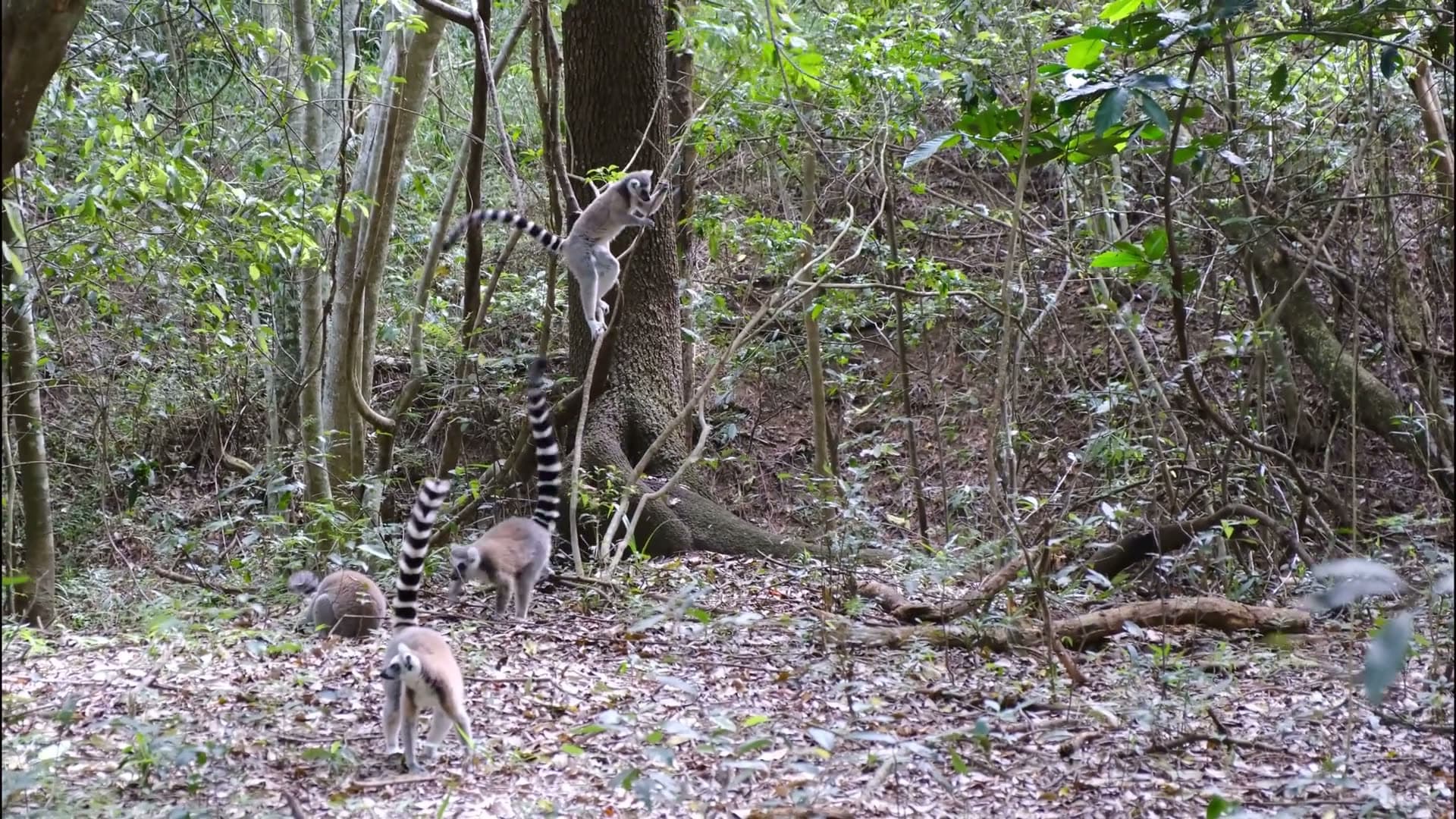Ring-tailed lemurs moving across the forest floor and climbing through the trees in Madagascar