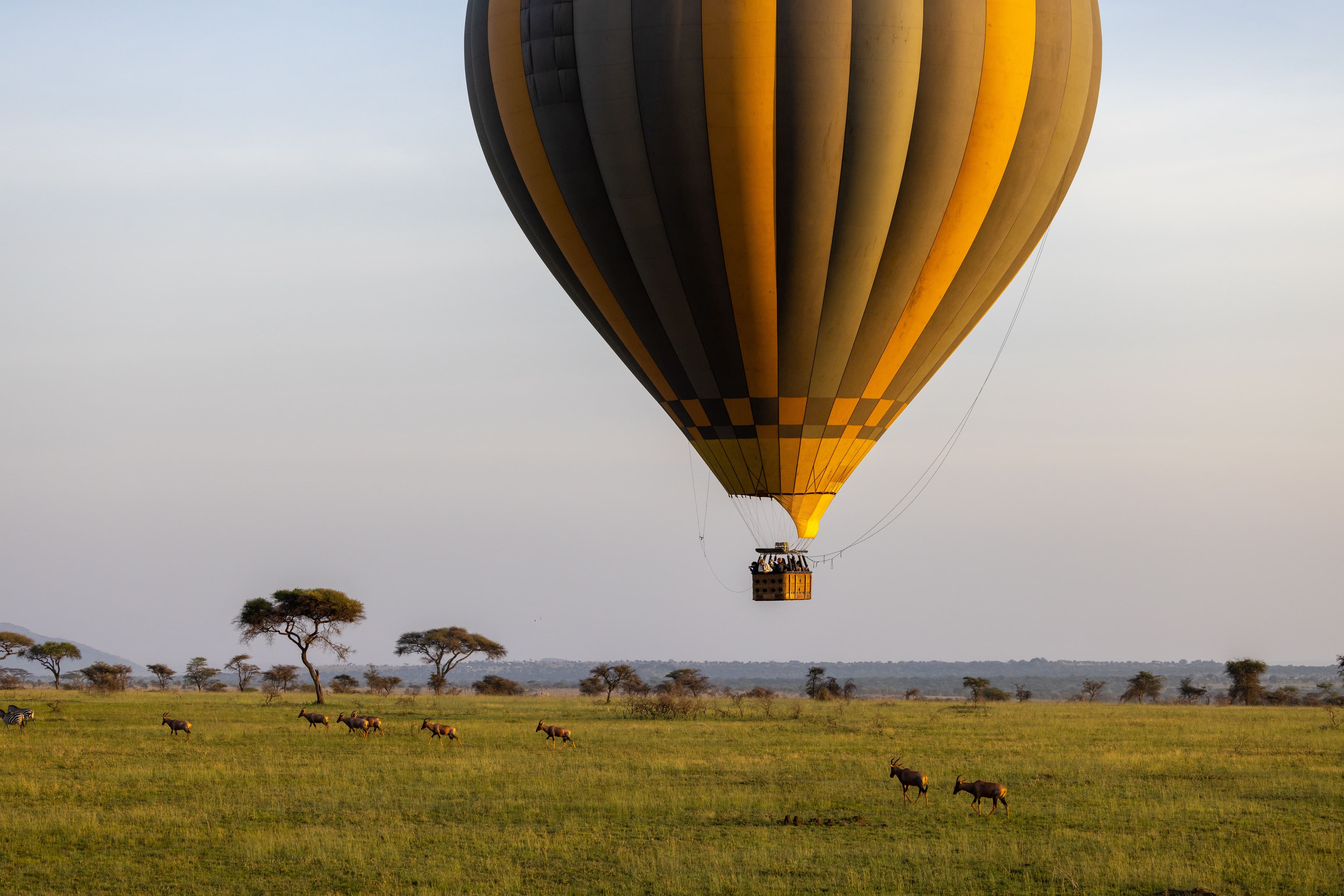 A hot air balloon drifting low over a herd of topi on the Mara plains