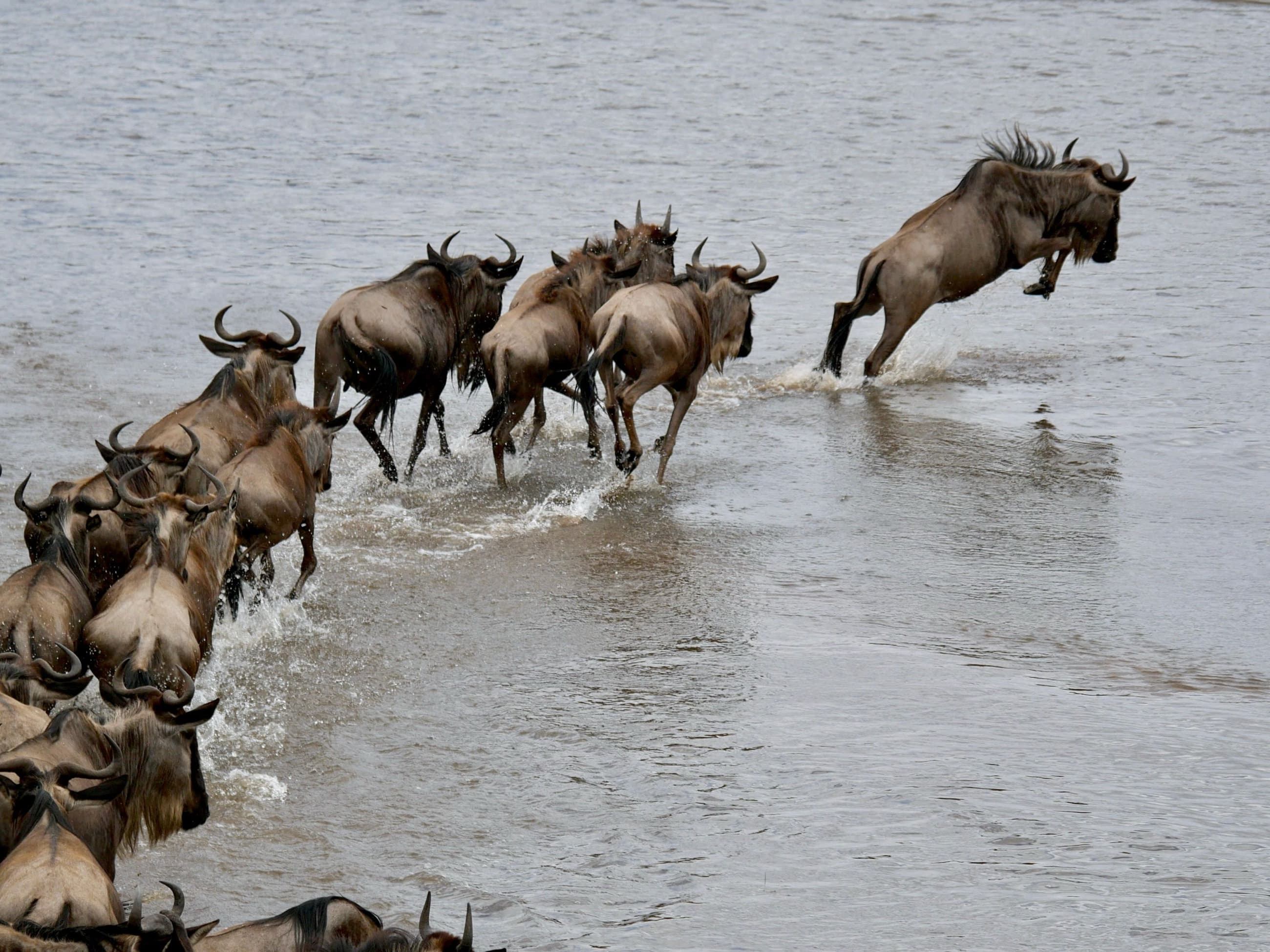 Wildebeest leaping across a river during the Great Migration