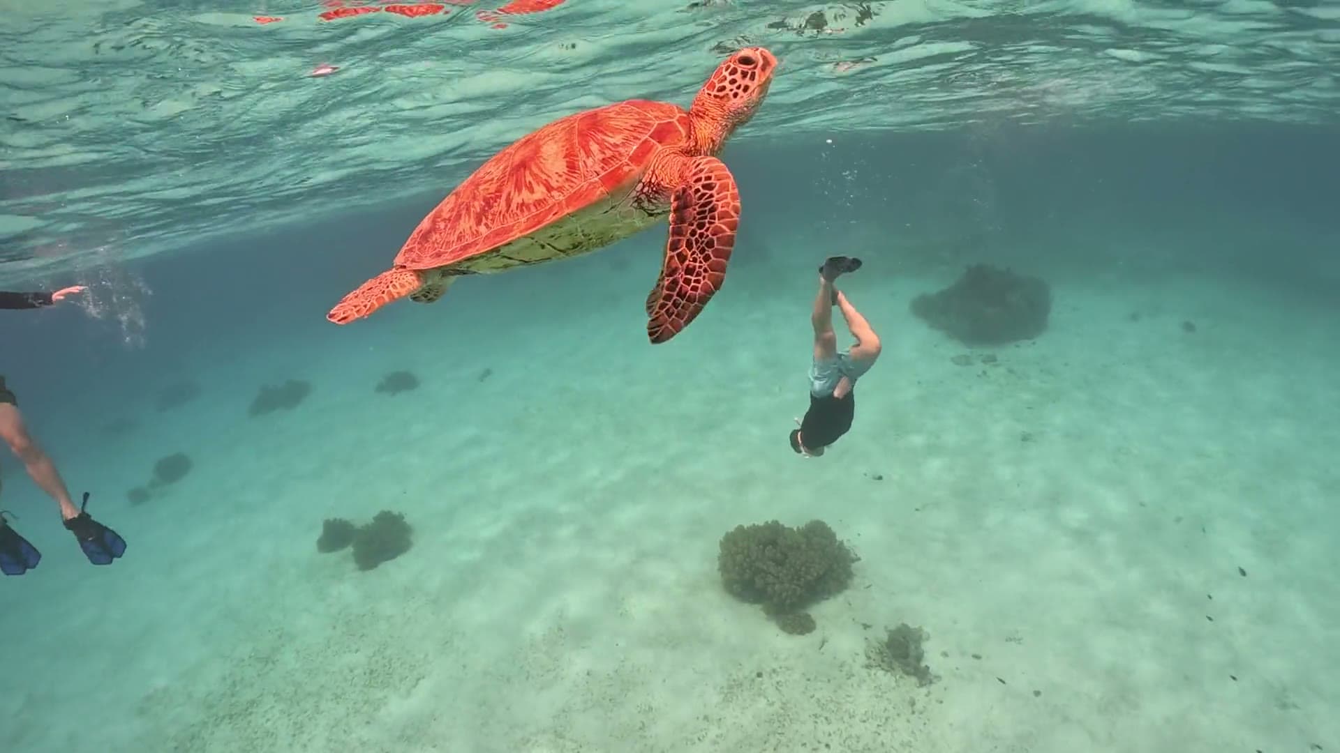 A green sea turtle drifting past snorkelers in clear water