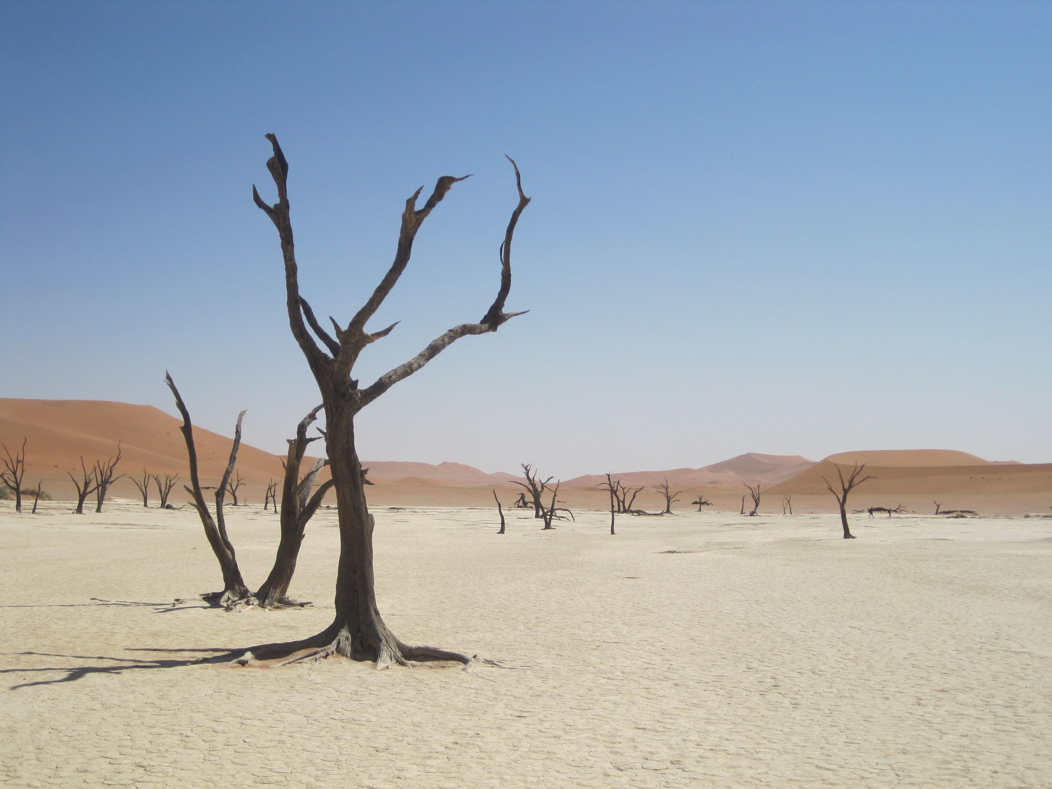 Ancient dead camel thorn trees standing against the red dunes of Deadvlei
