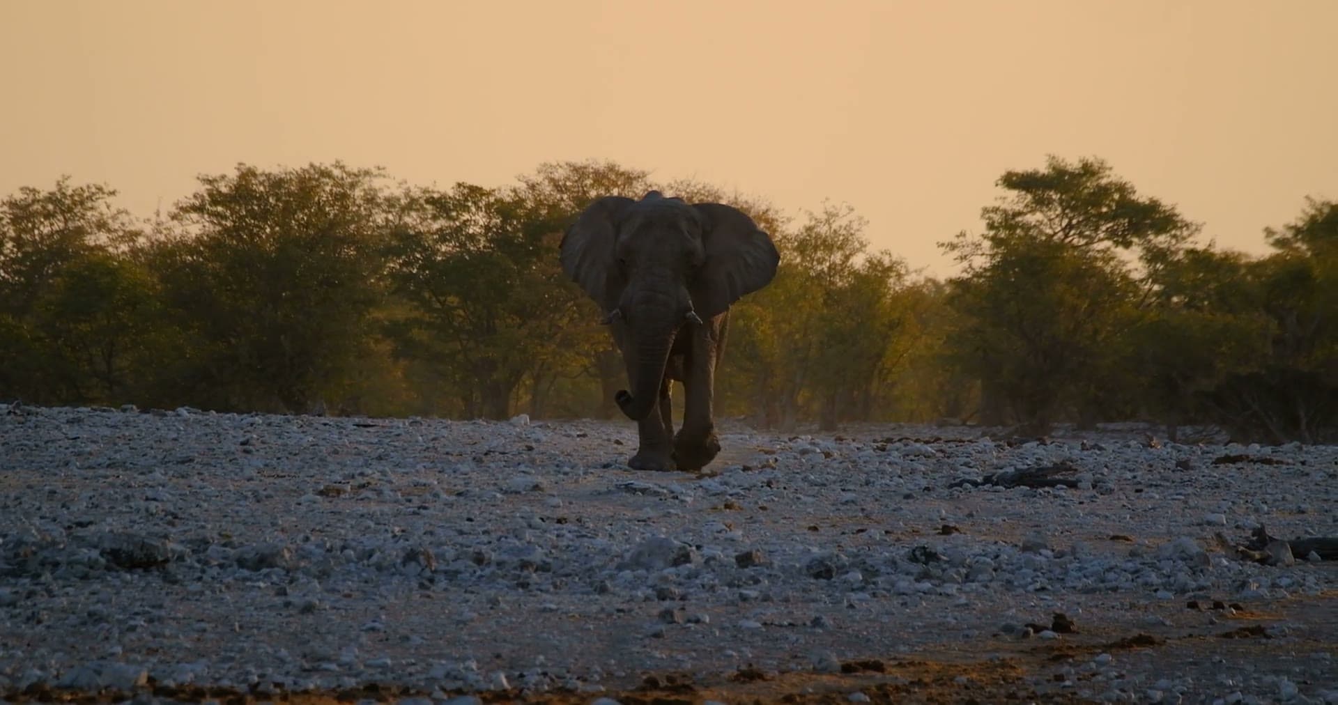An elephant approaching across Etosha's pale salt pan at dusk