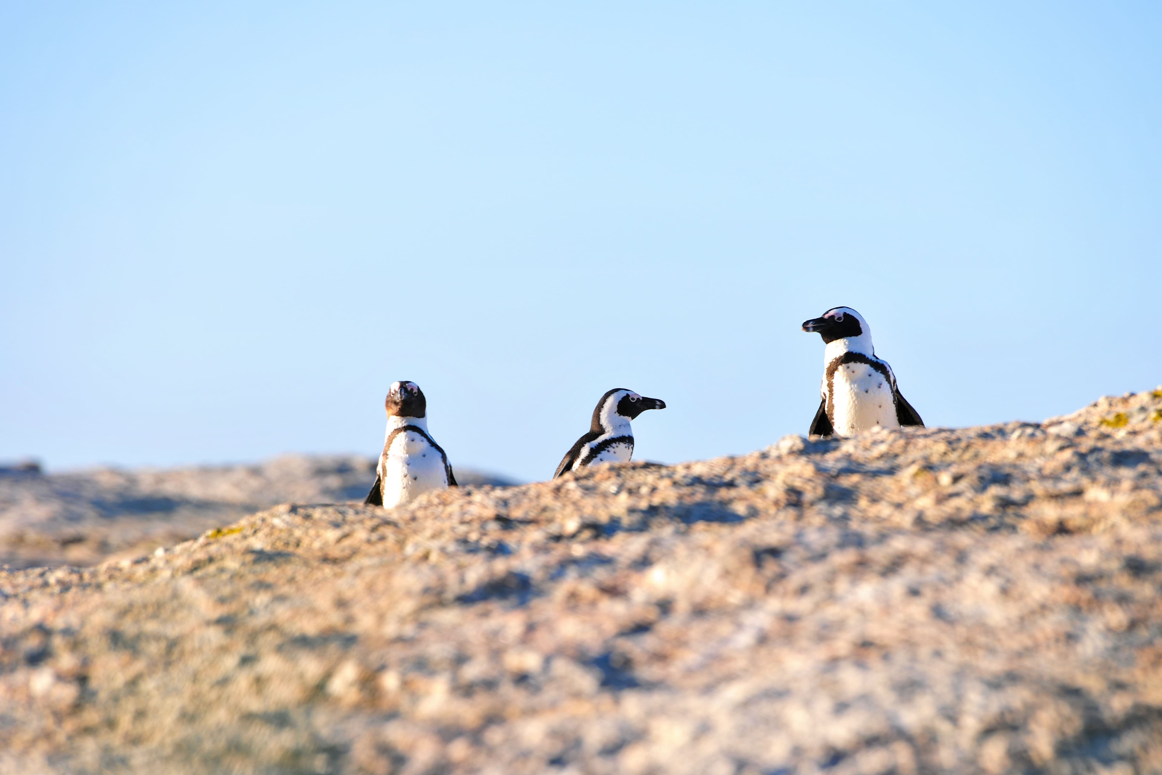 African penguins on the rocks at Boulders Beach