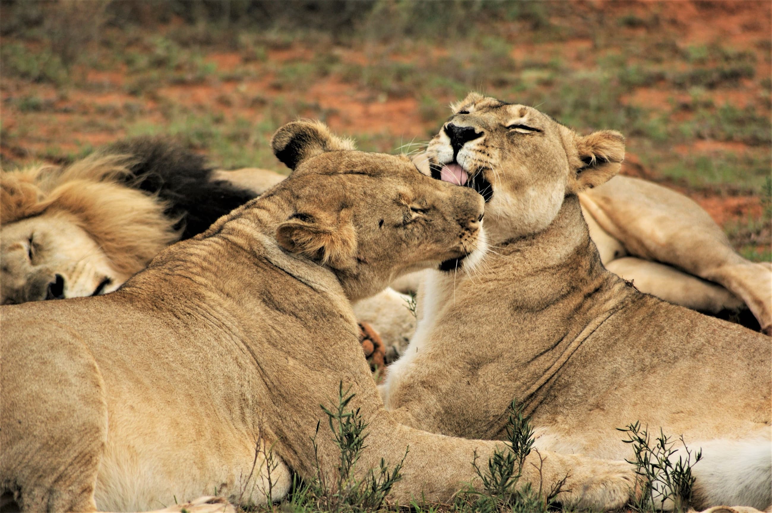 Lionesses grooming each other within a resting pride