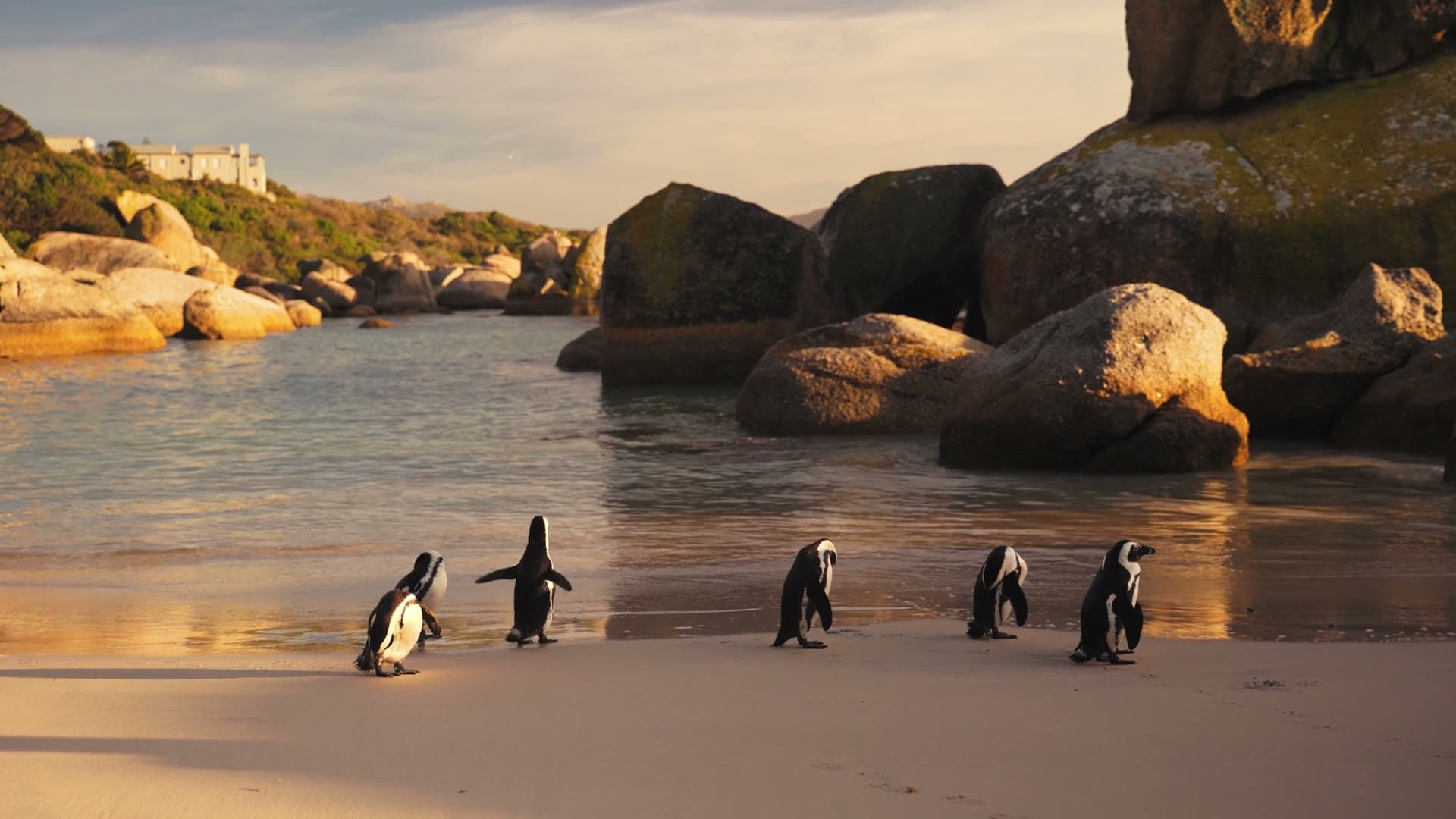 African penguins walking the sand at Boulders Beach