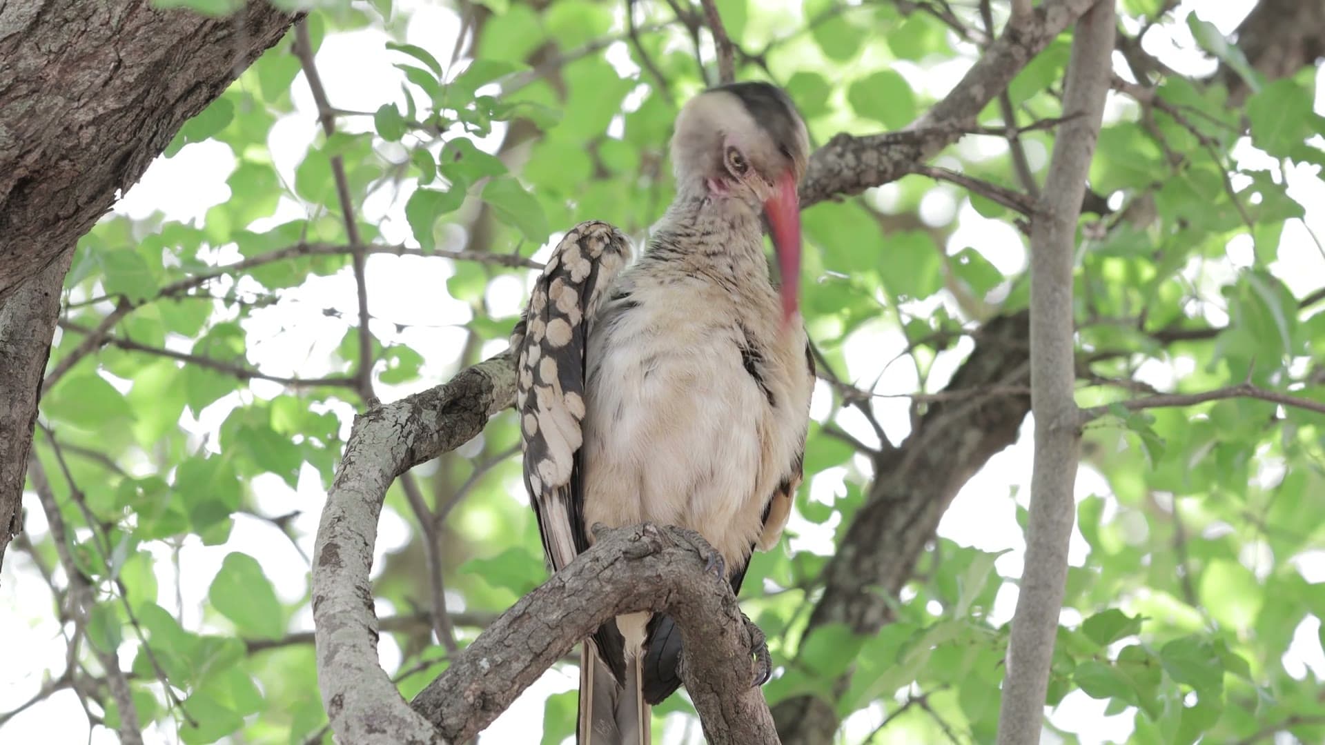 A red-billed hornbill spotted from the trail on a walking safari