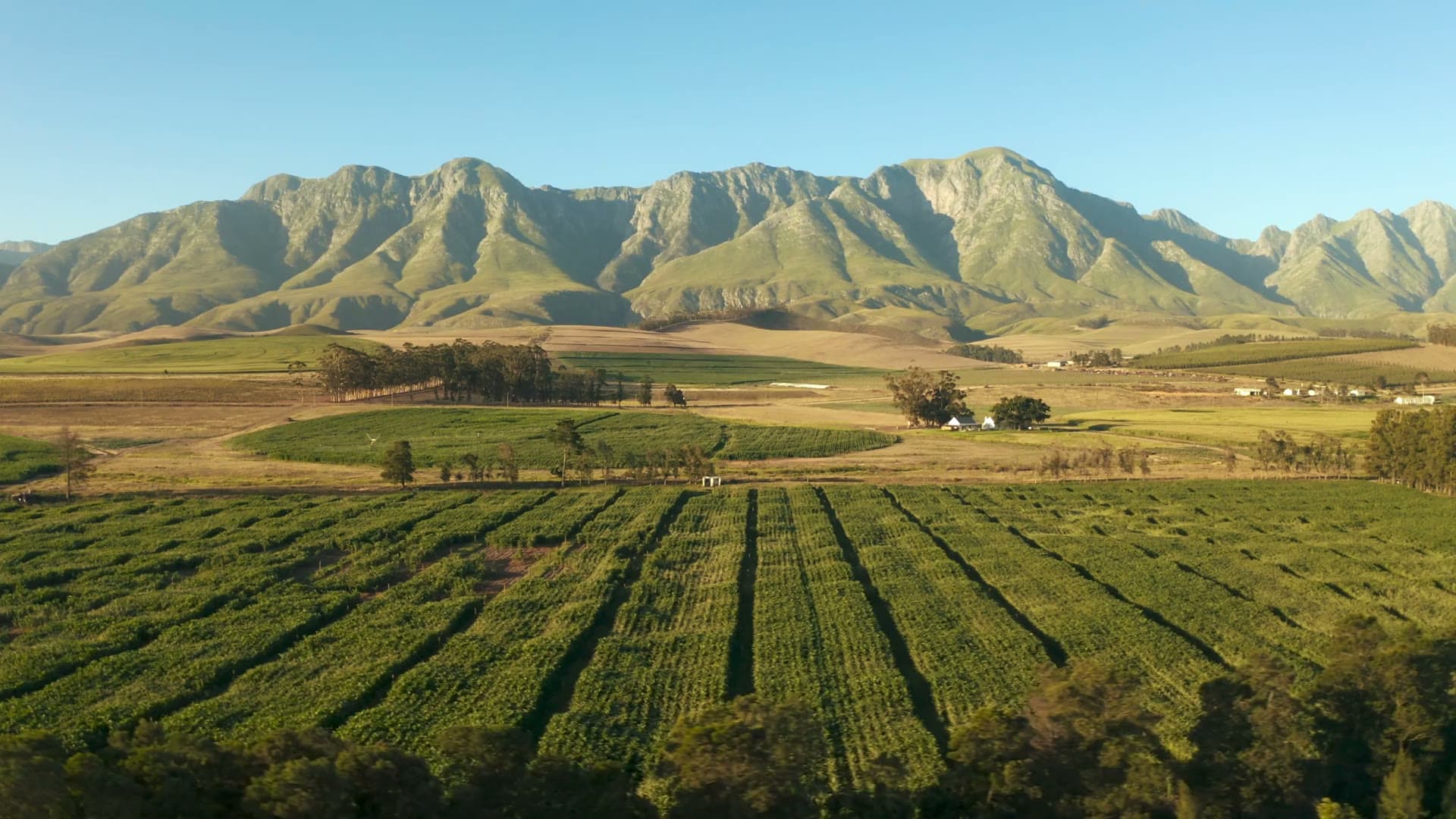 Walking beneath a vine-covered pergola on a Cape Winelands estate