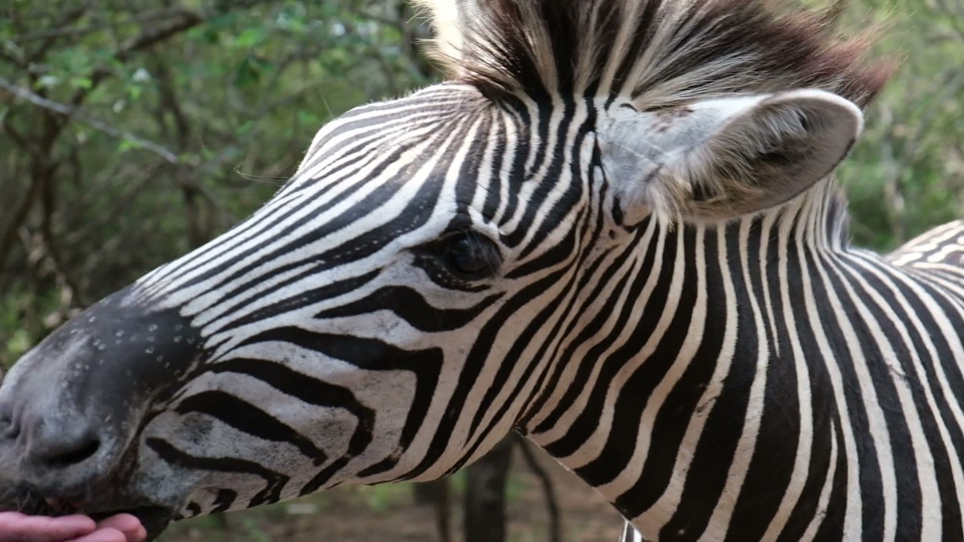 A zebra grazing, encountered on a Kruger horseback safari