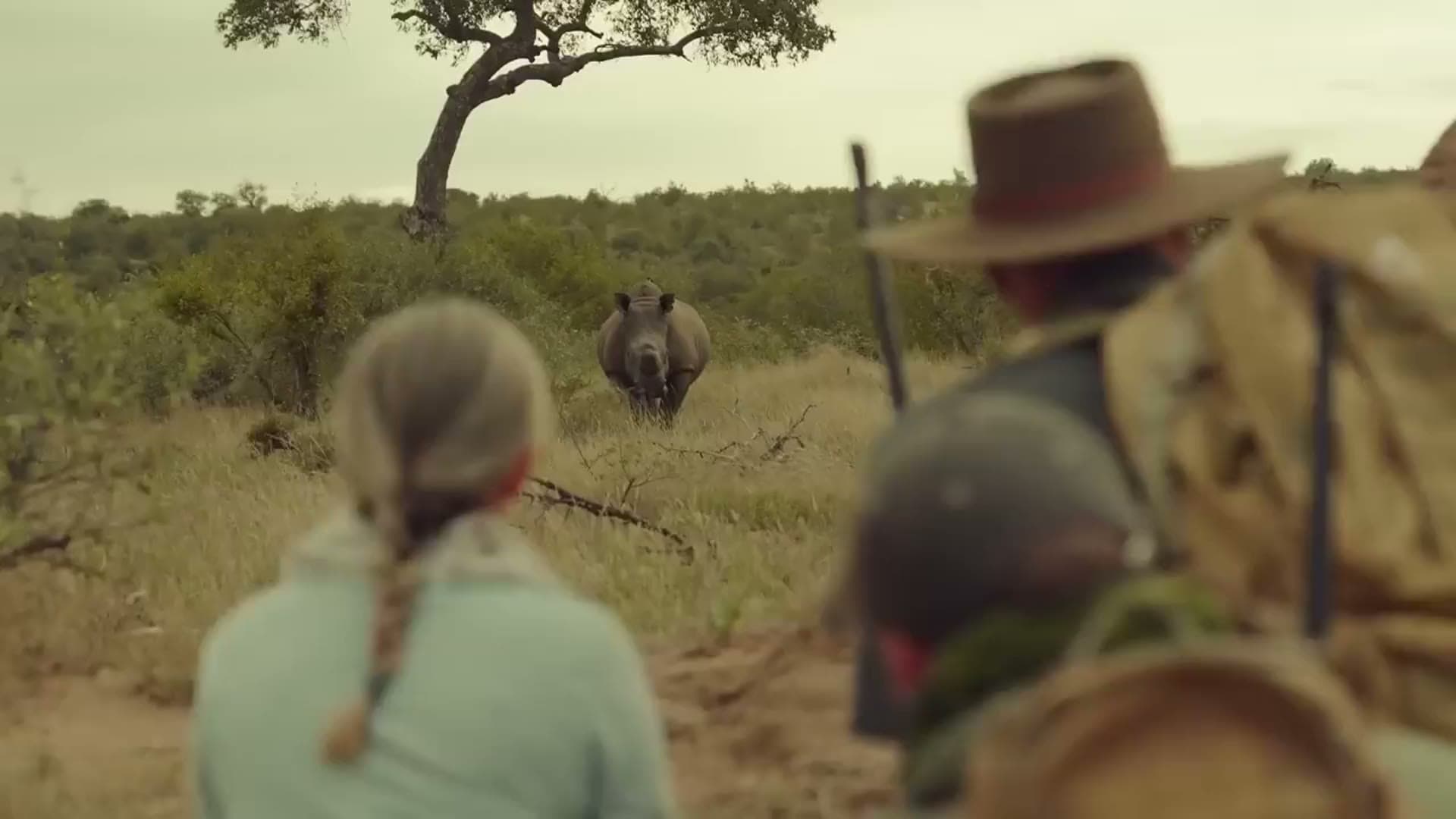 An armed guide leading guests on foot past a white rhino