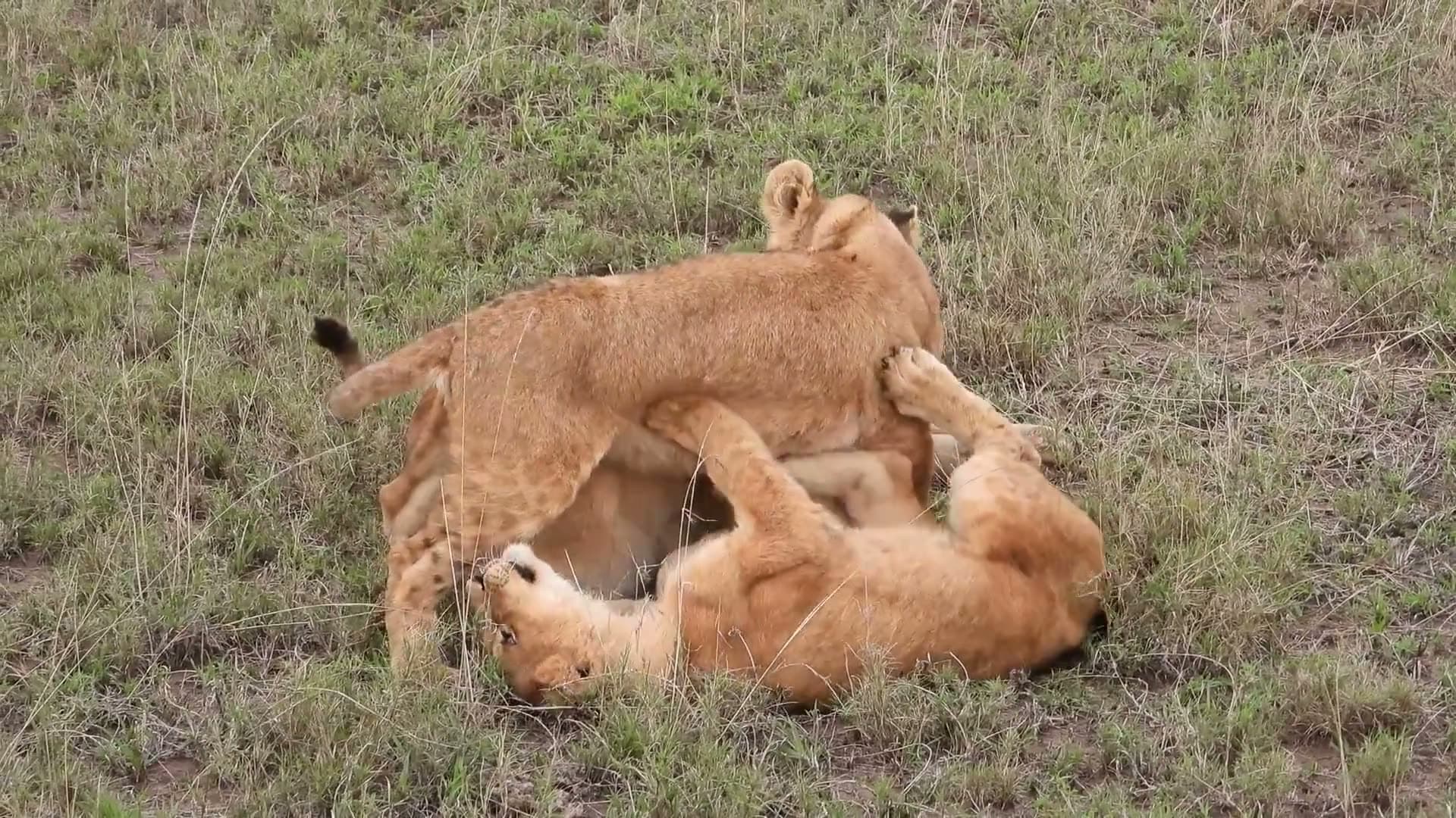 Lion cubs play-fighting in the Serengeti grass