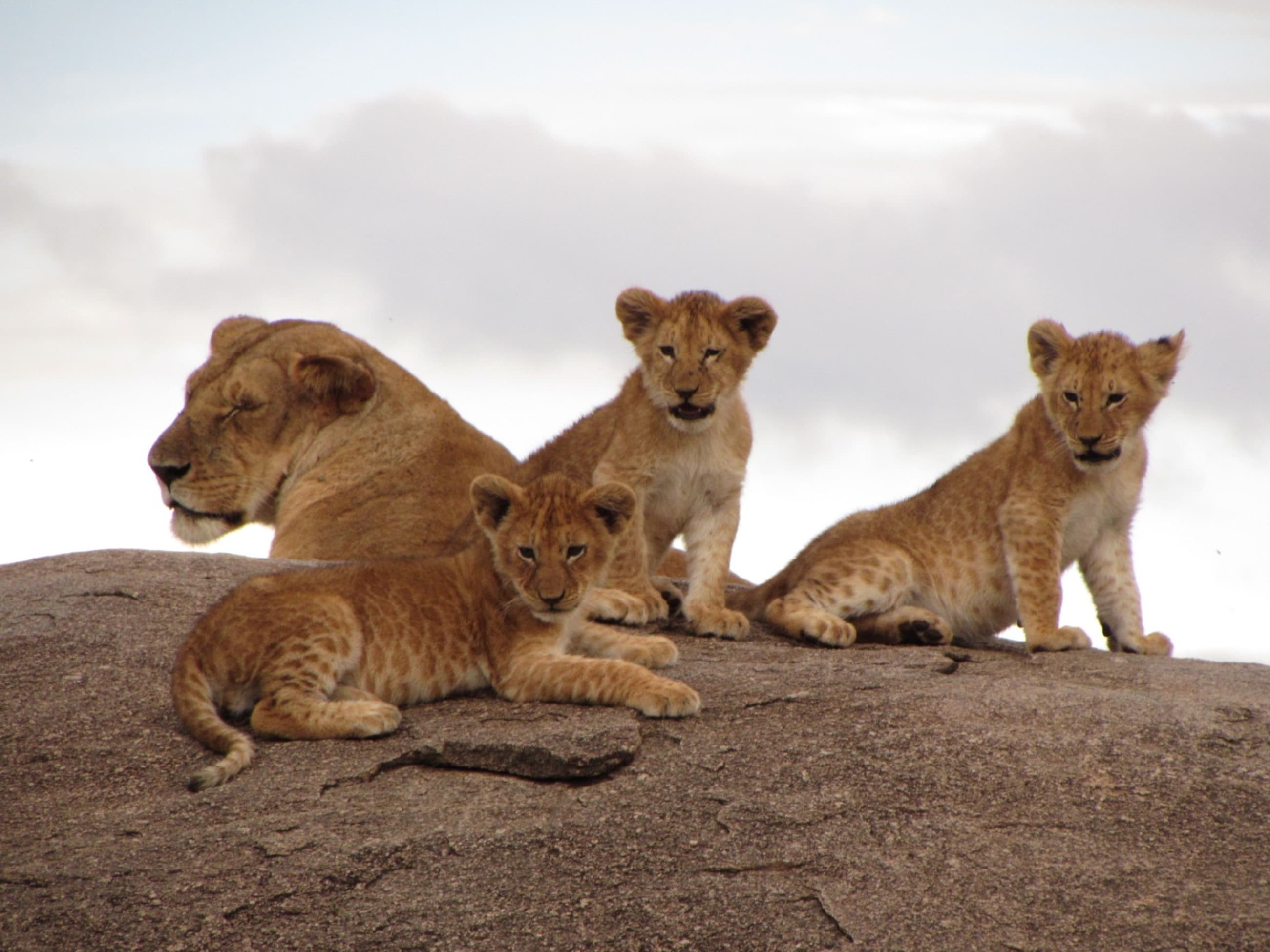 A lion pride resting on a granite kopje overlooking the Serengeti plains