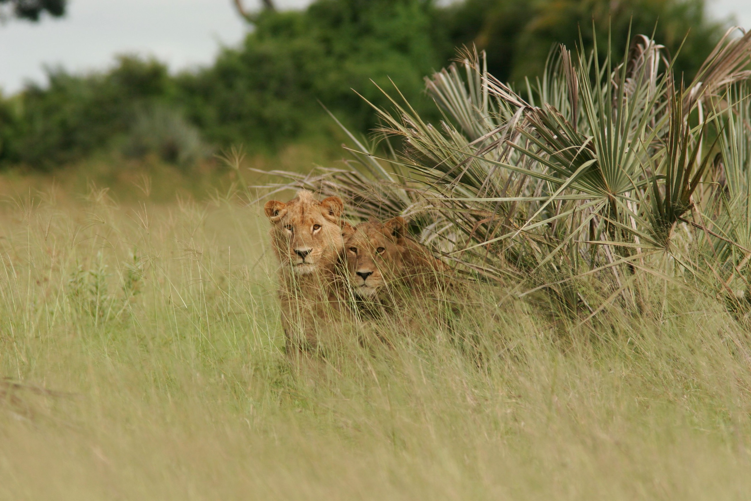 Two lionesses peering through tall delta grass