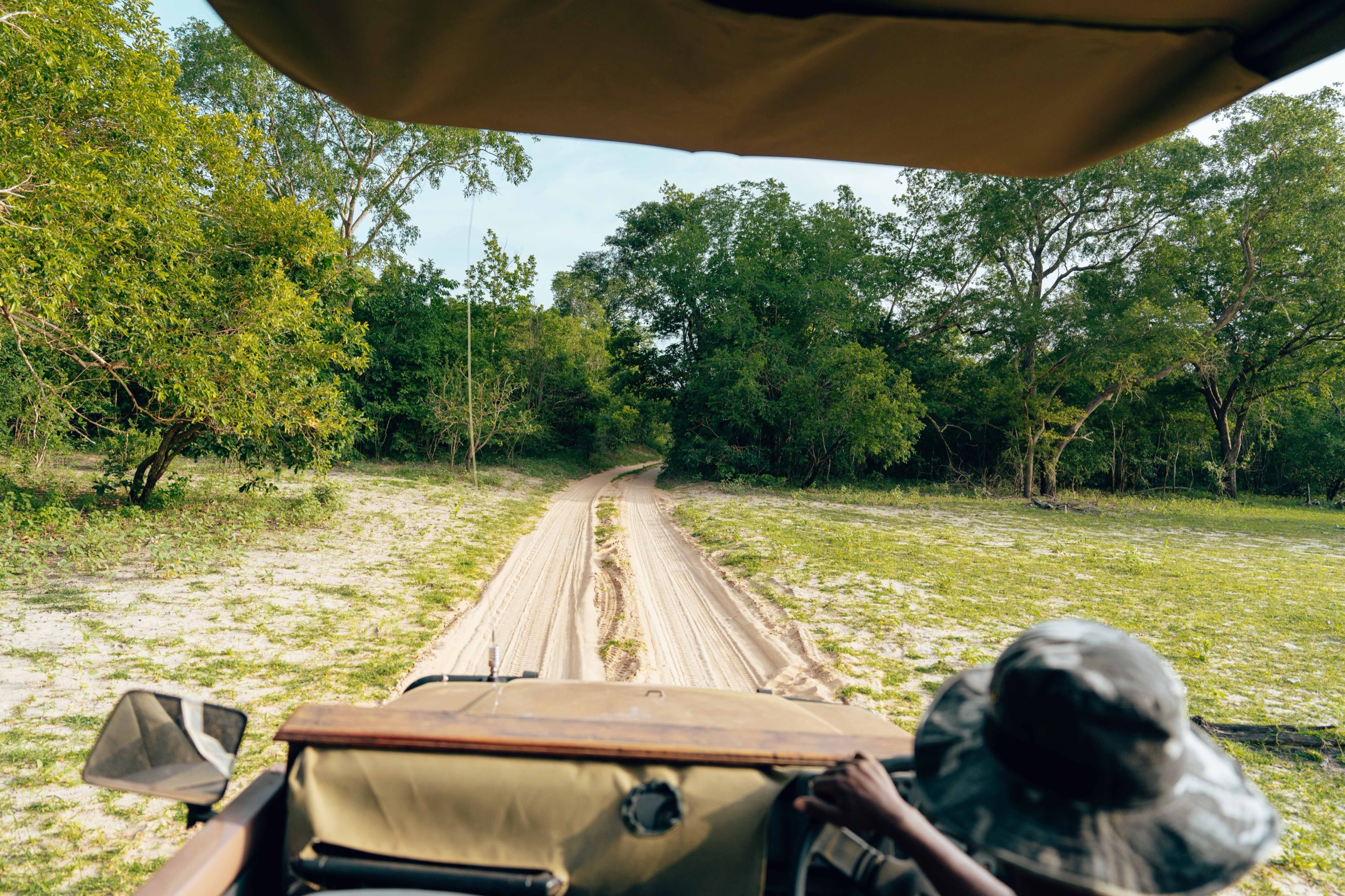 The view from a game drive vehicle following a sandy bush track