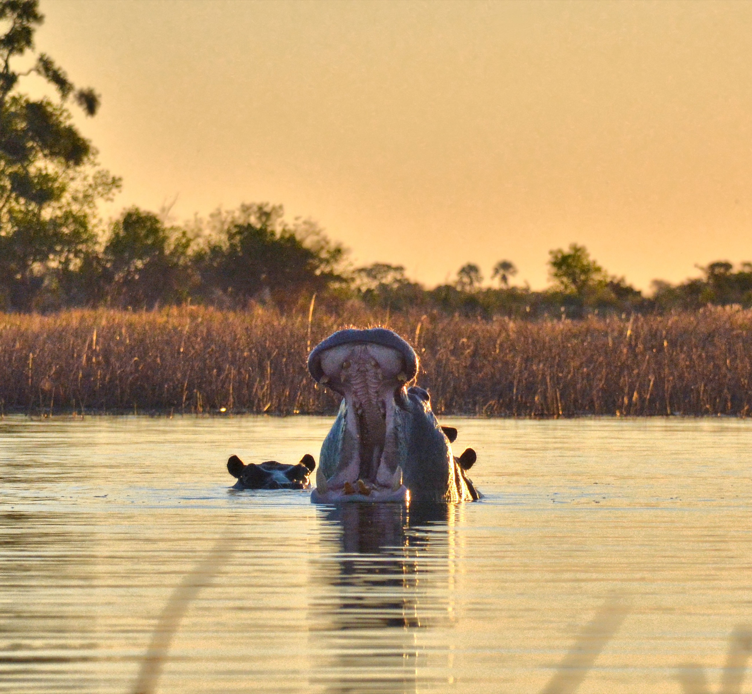 Hippos surfacing in the delta's still water at sunset