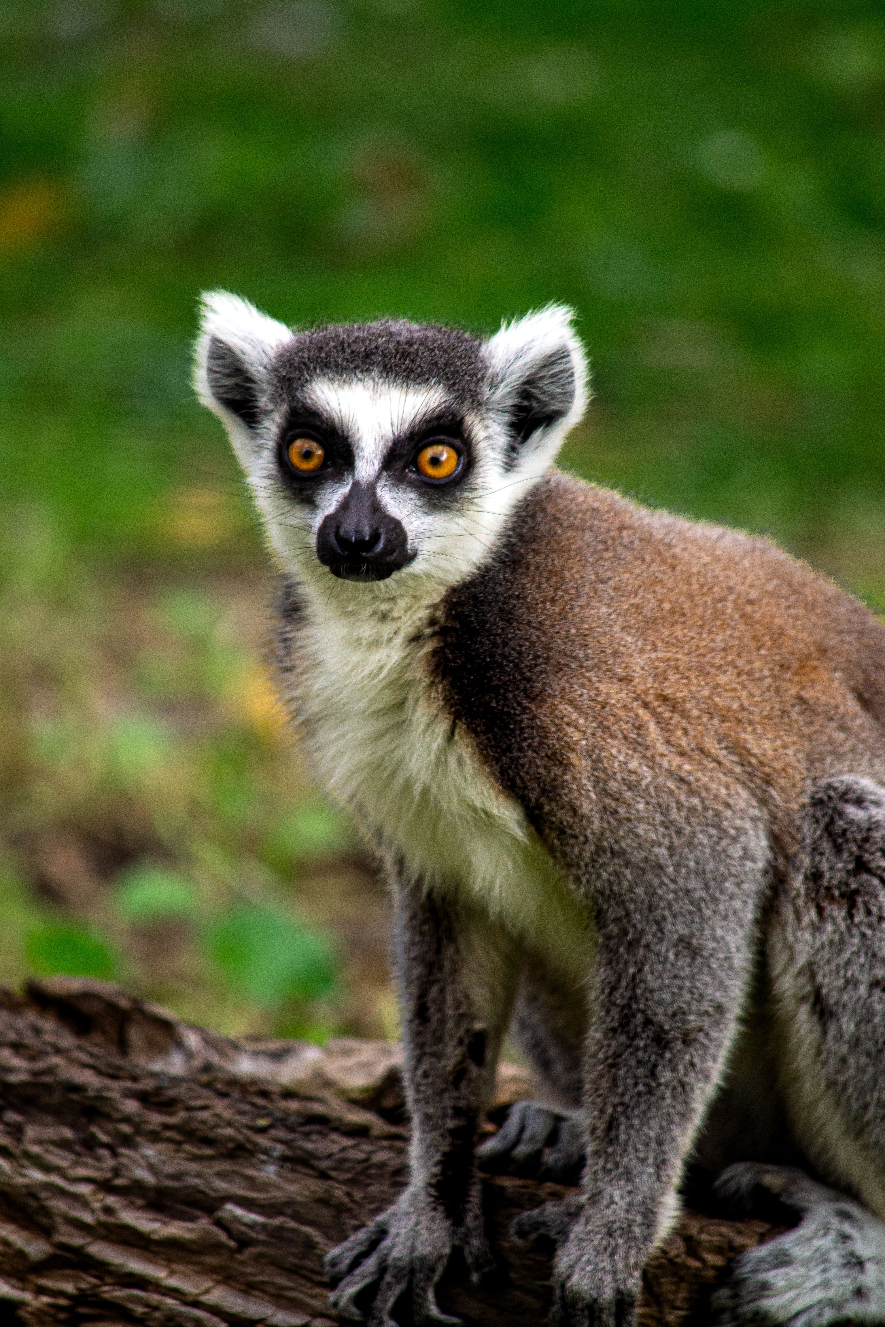 A ring-tailed lemur perched on a log, looking directly at the camera