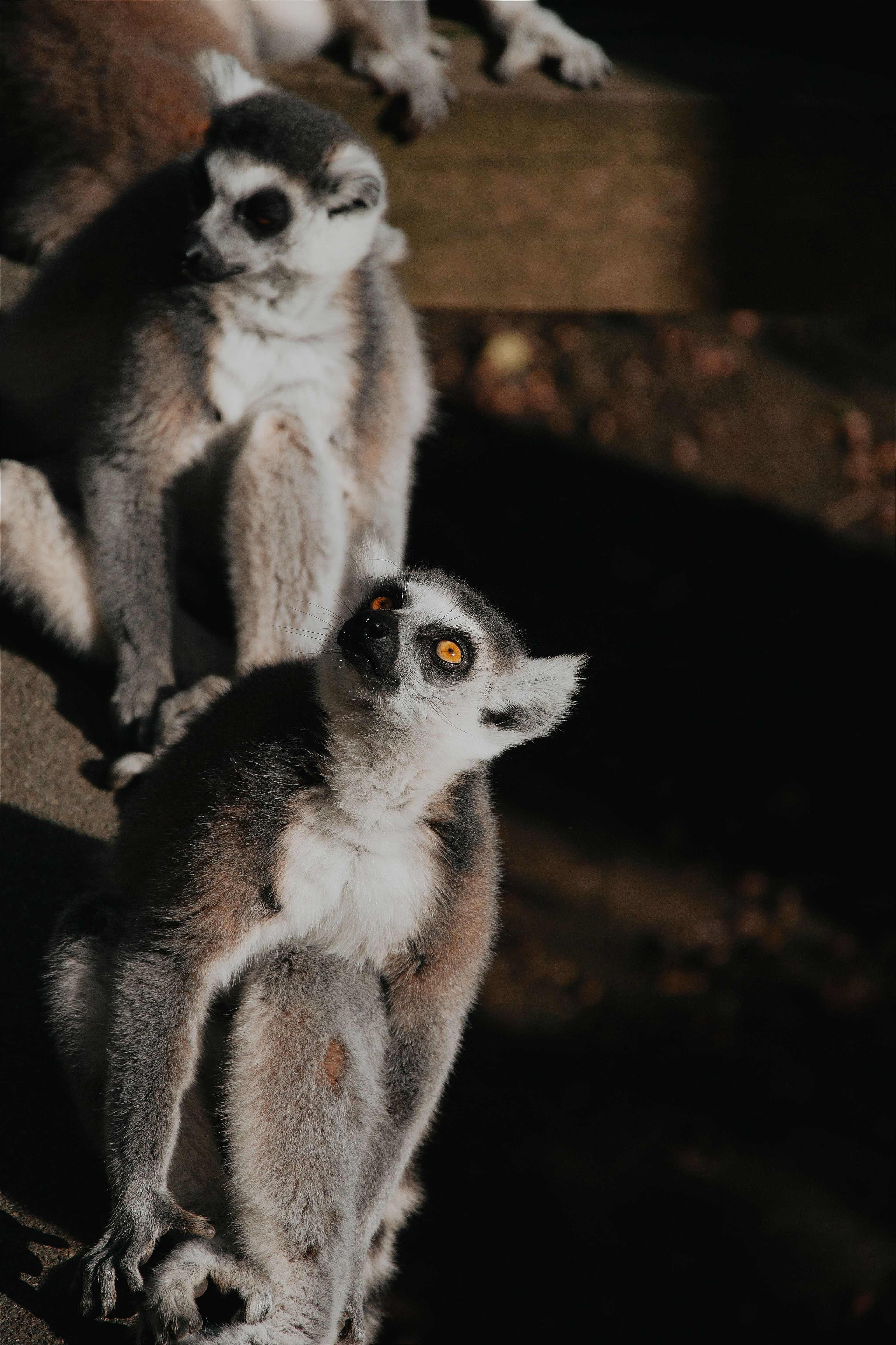 Two ring-tailed lemurs perched together beneath the forest canopy