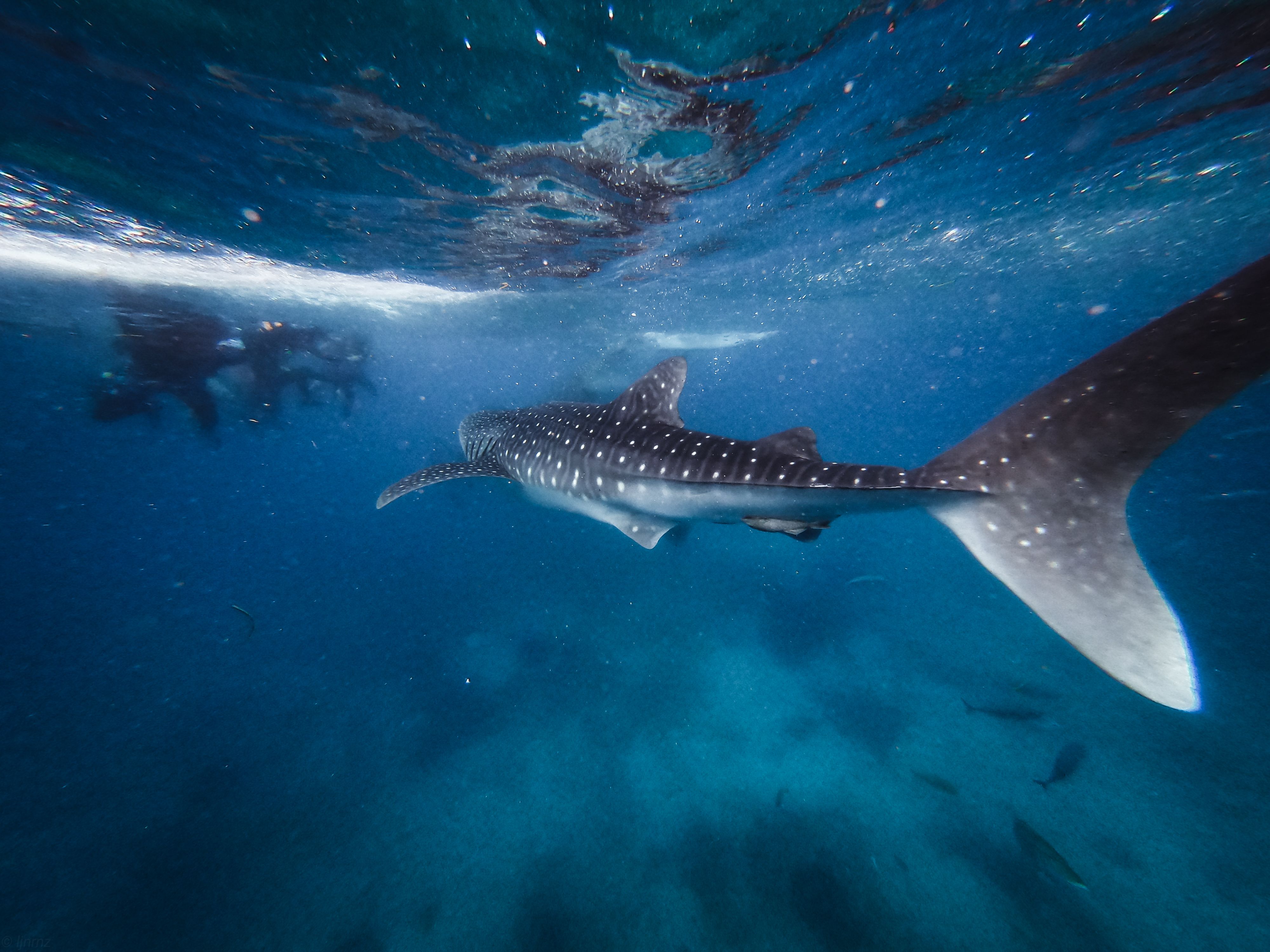 Divers following a whale shark through open water