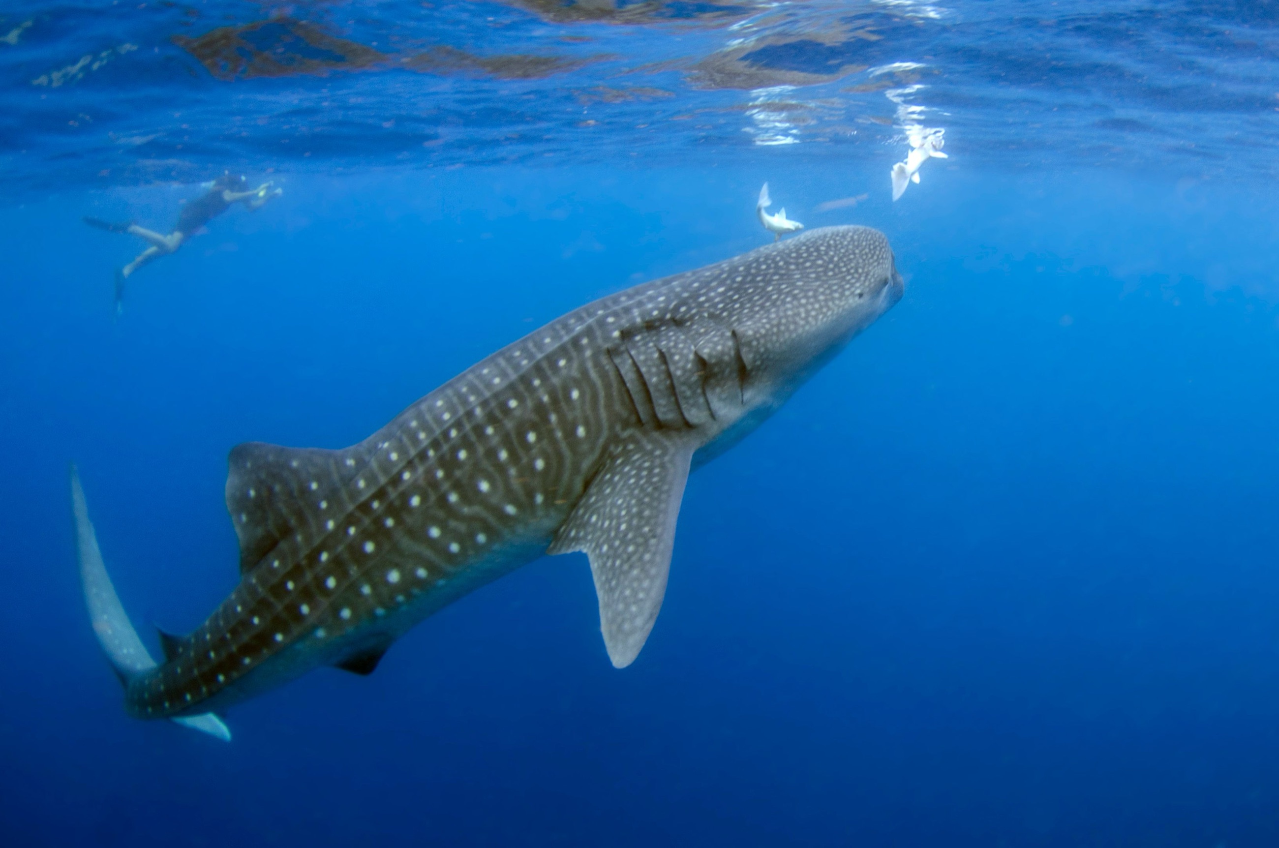 A whale shark cruising near the surface as a snorkeler swims alongside