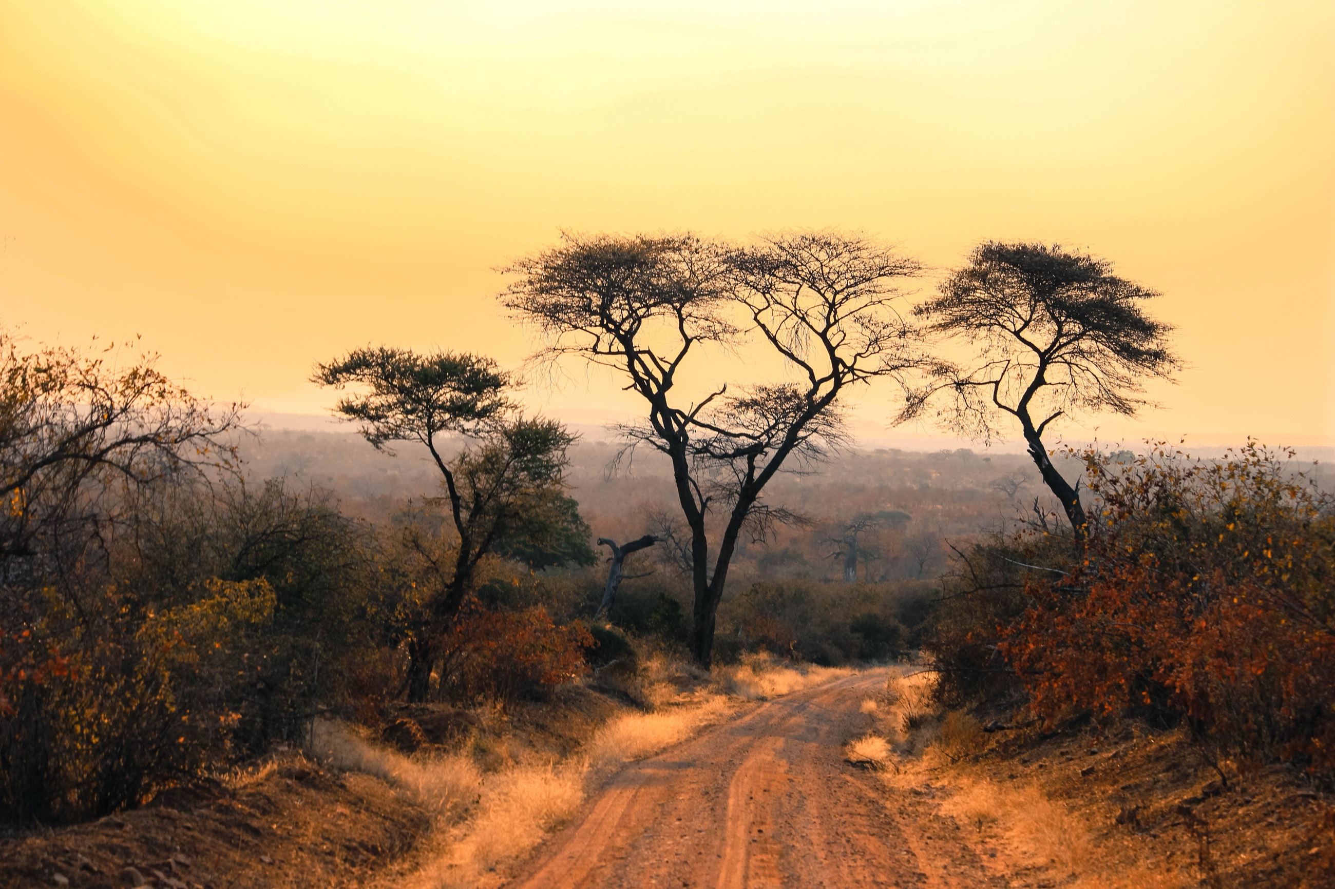 Dirt track winding between acacia trees at sunset