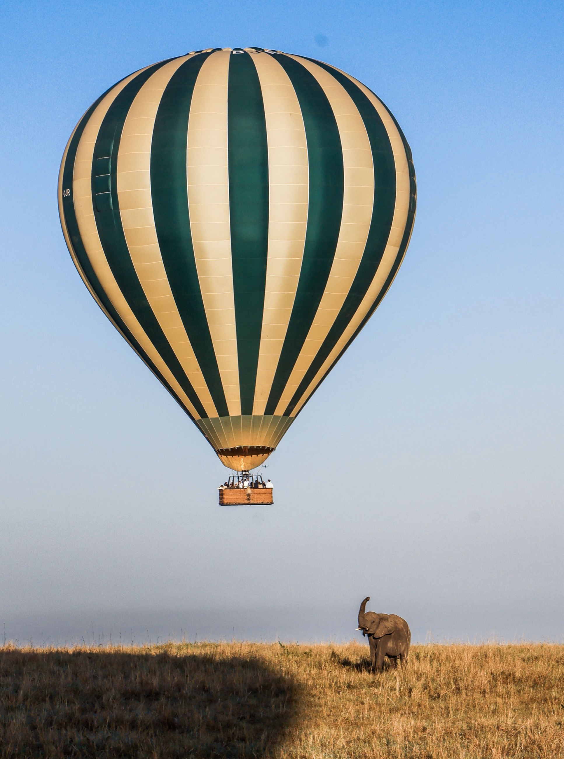 Hot air balloon drifting over an elephant on the Mara plains