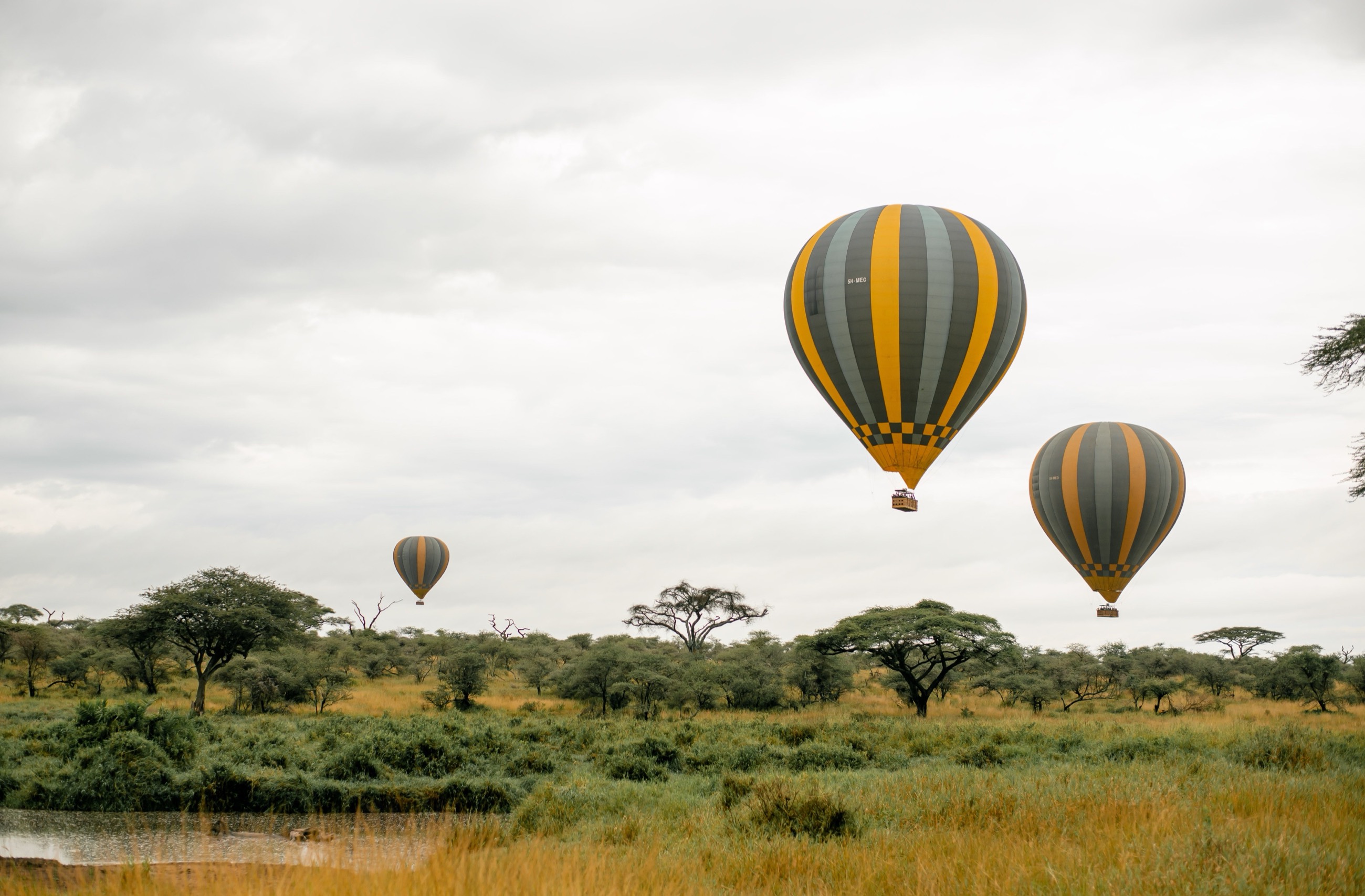 Three hot air balloons rising over the savannah at dawn