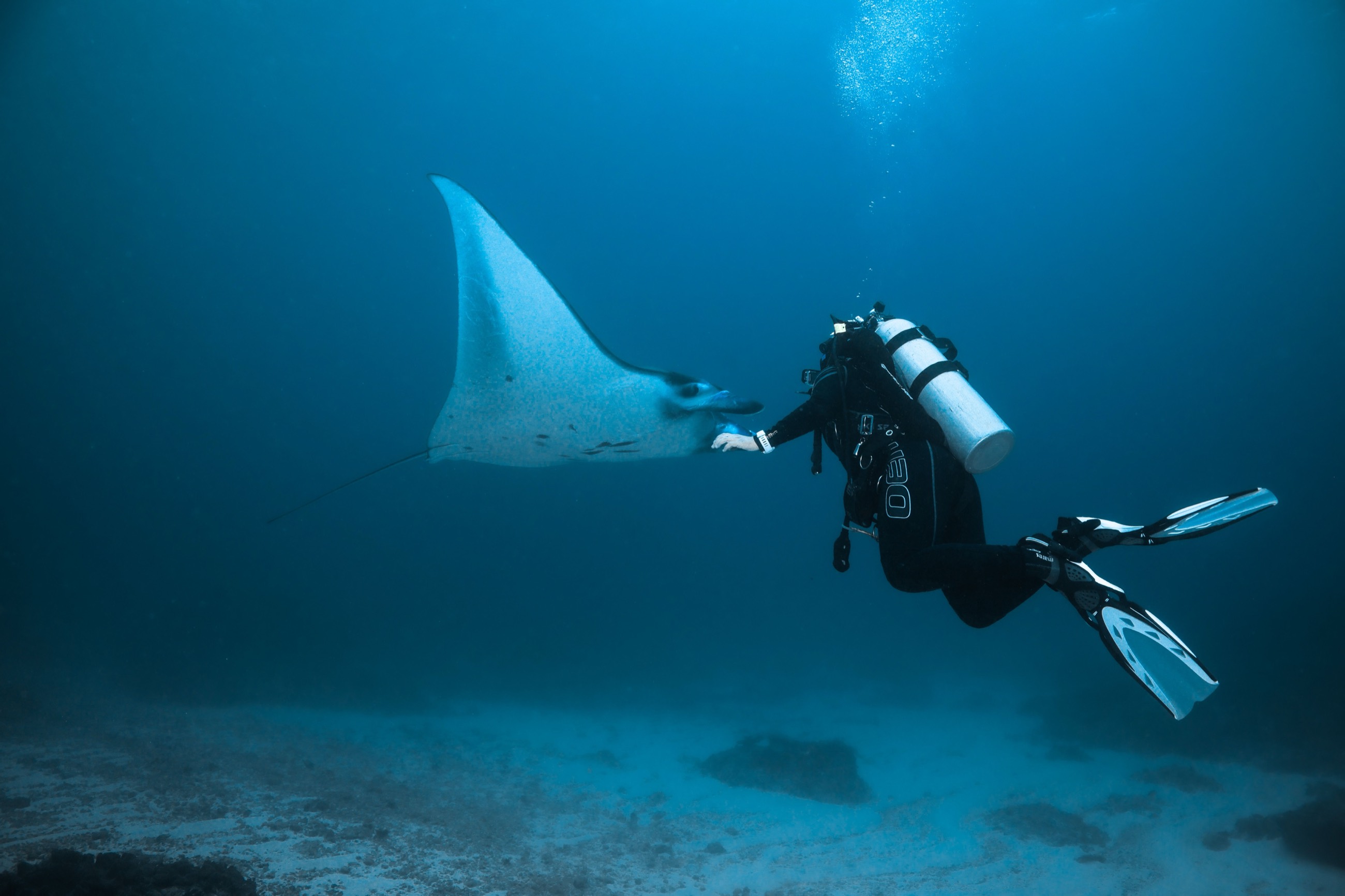 A manta ray gliding past a diver in the archipelago's clear water