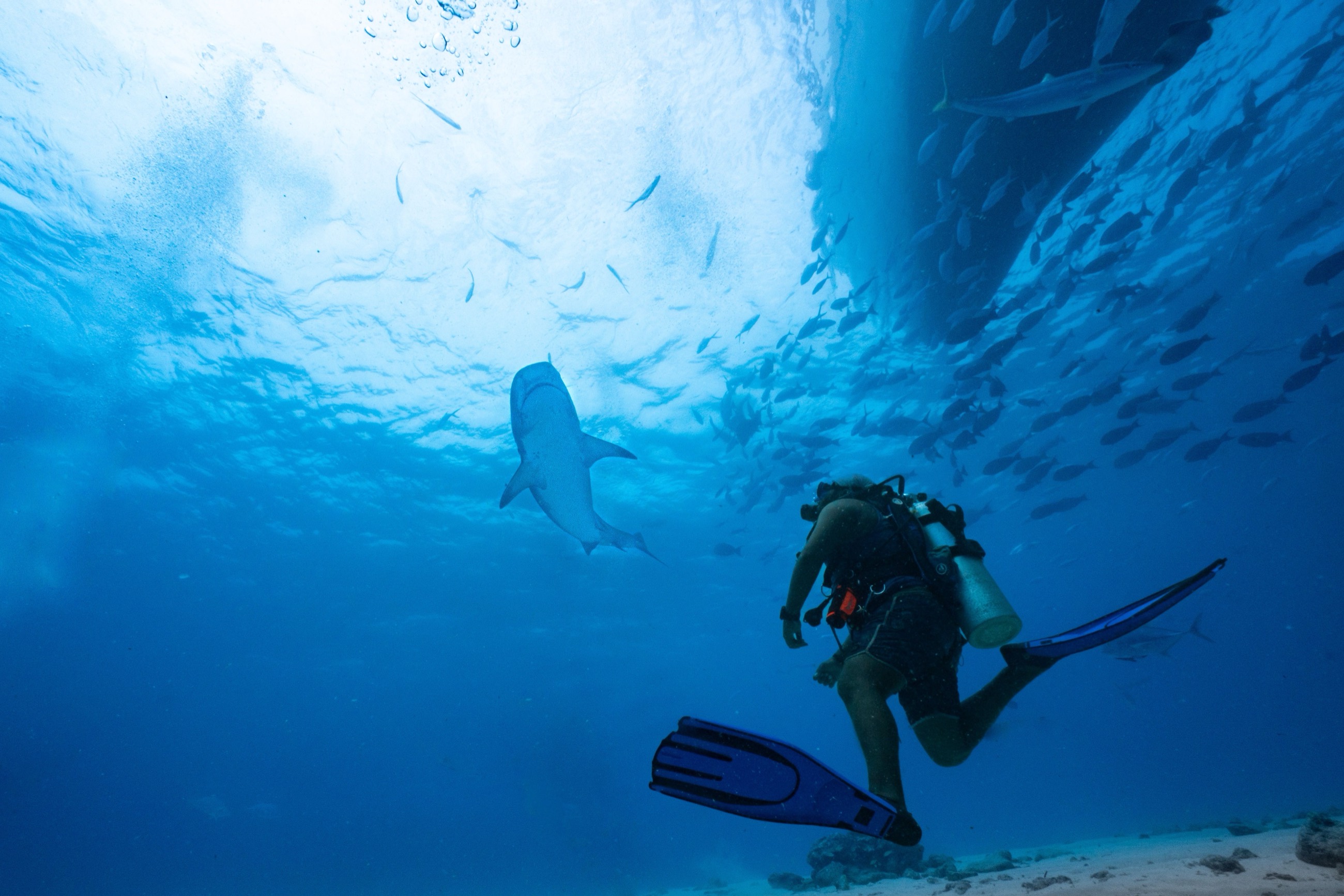 A reef shark gliding beneath a school of fish in clear blue water