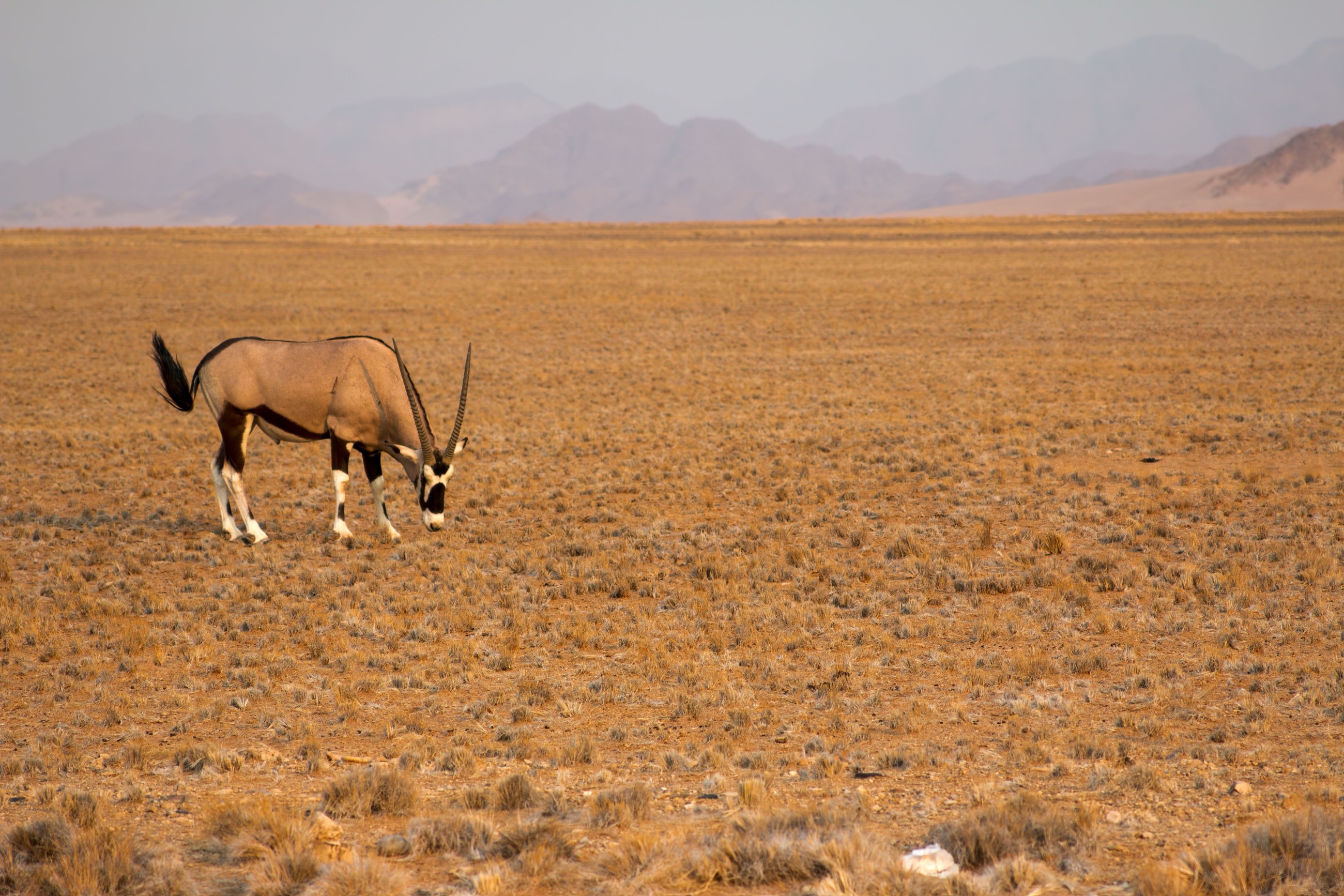 An oryx grazing on the open plains beneath the Namib mountains
