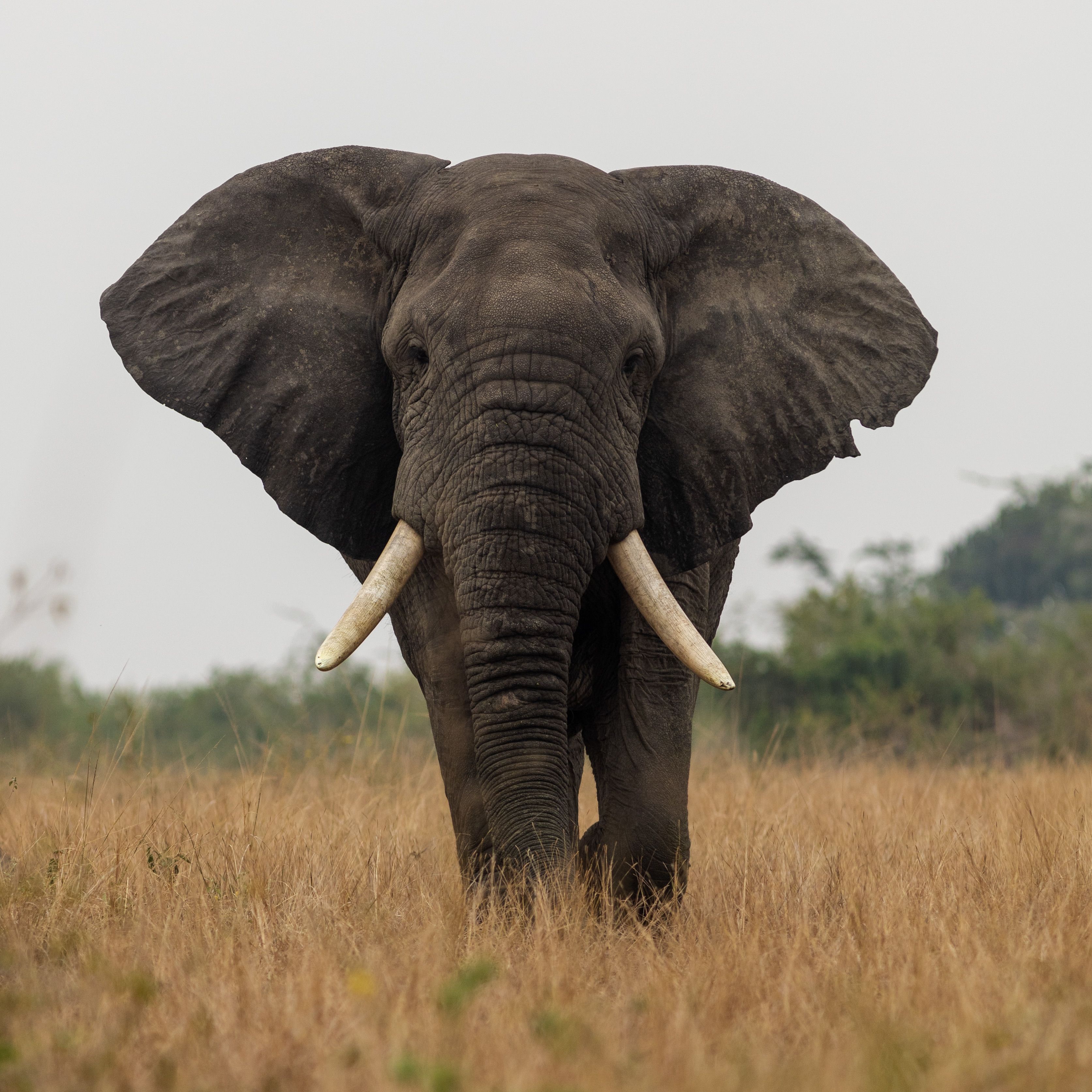A large elephant with big tusks walking through golden savanna grass