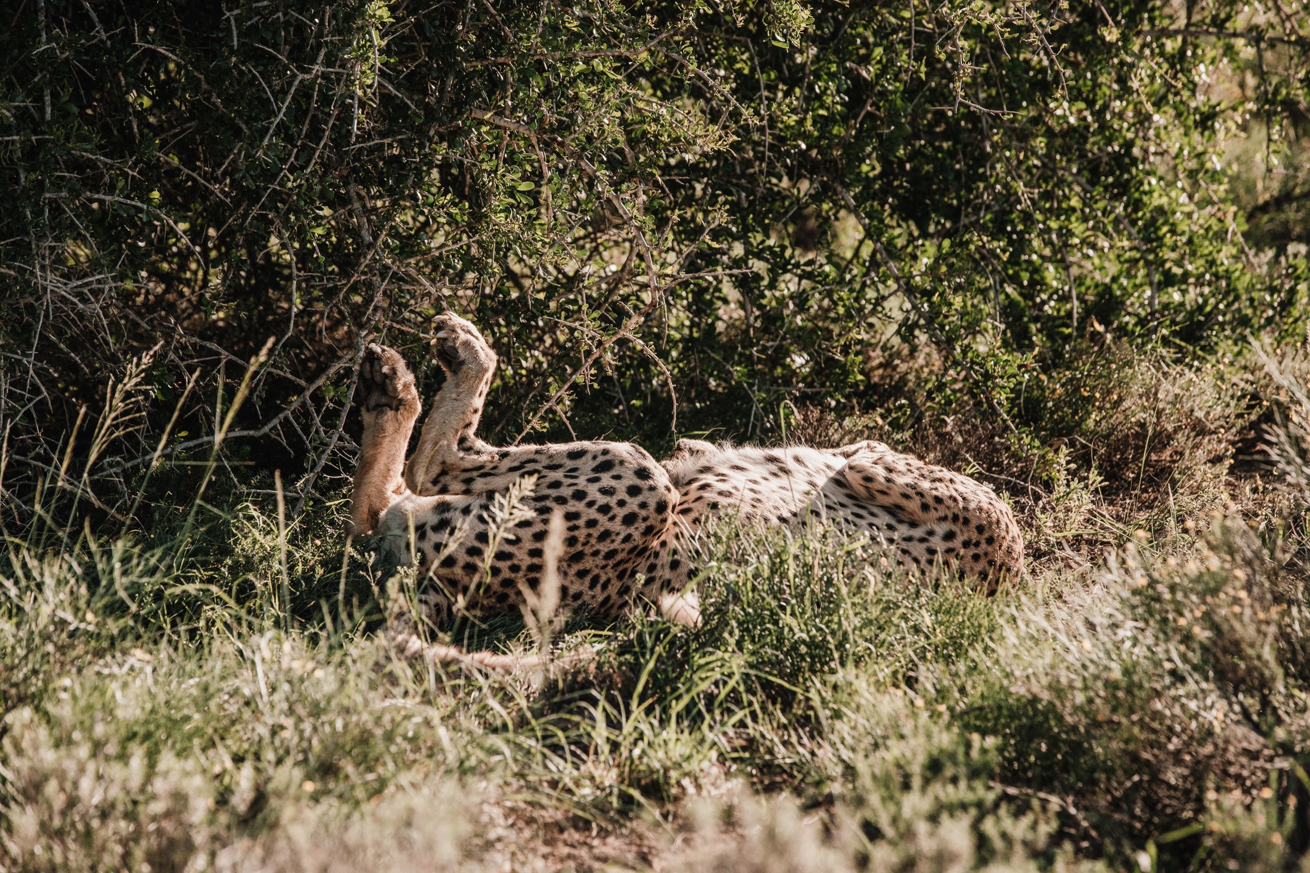 A cheetah resting in the shade of a bush