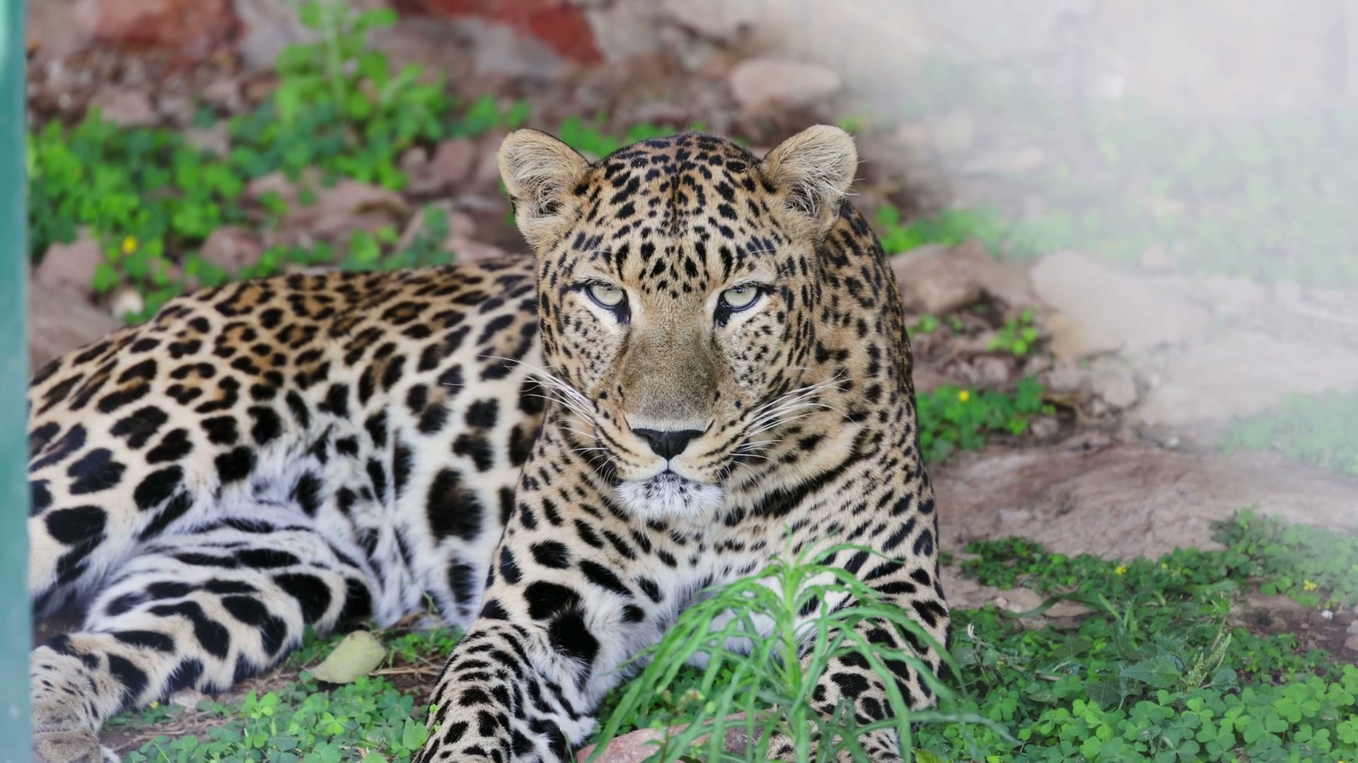 A leopard resting, caught in a close portrait
