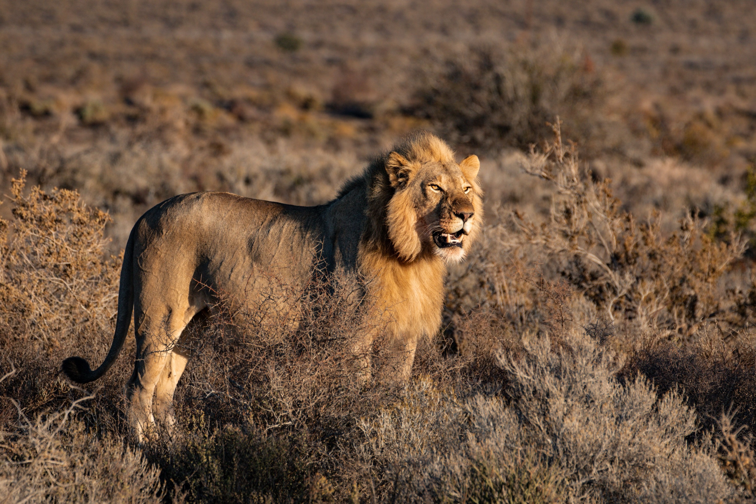 A male lion surveying the bush in golden evening light