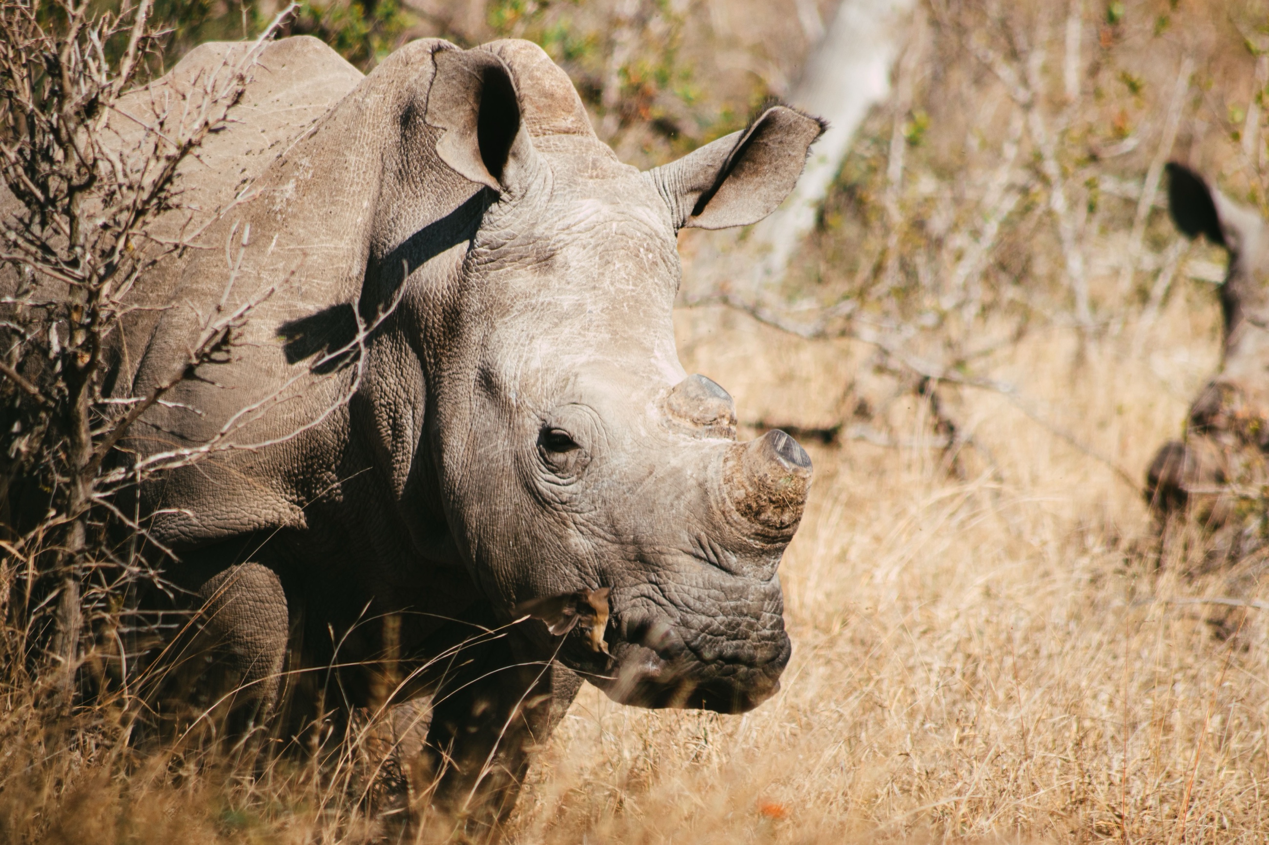 A white rhino grazing in dry grass