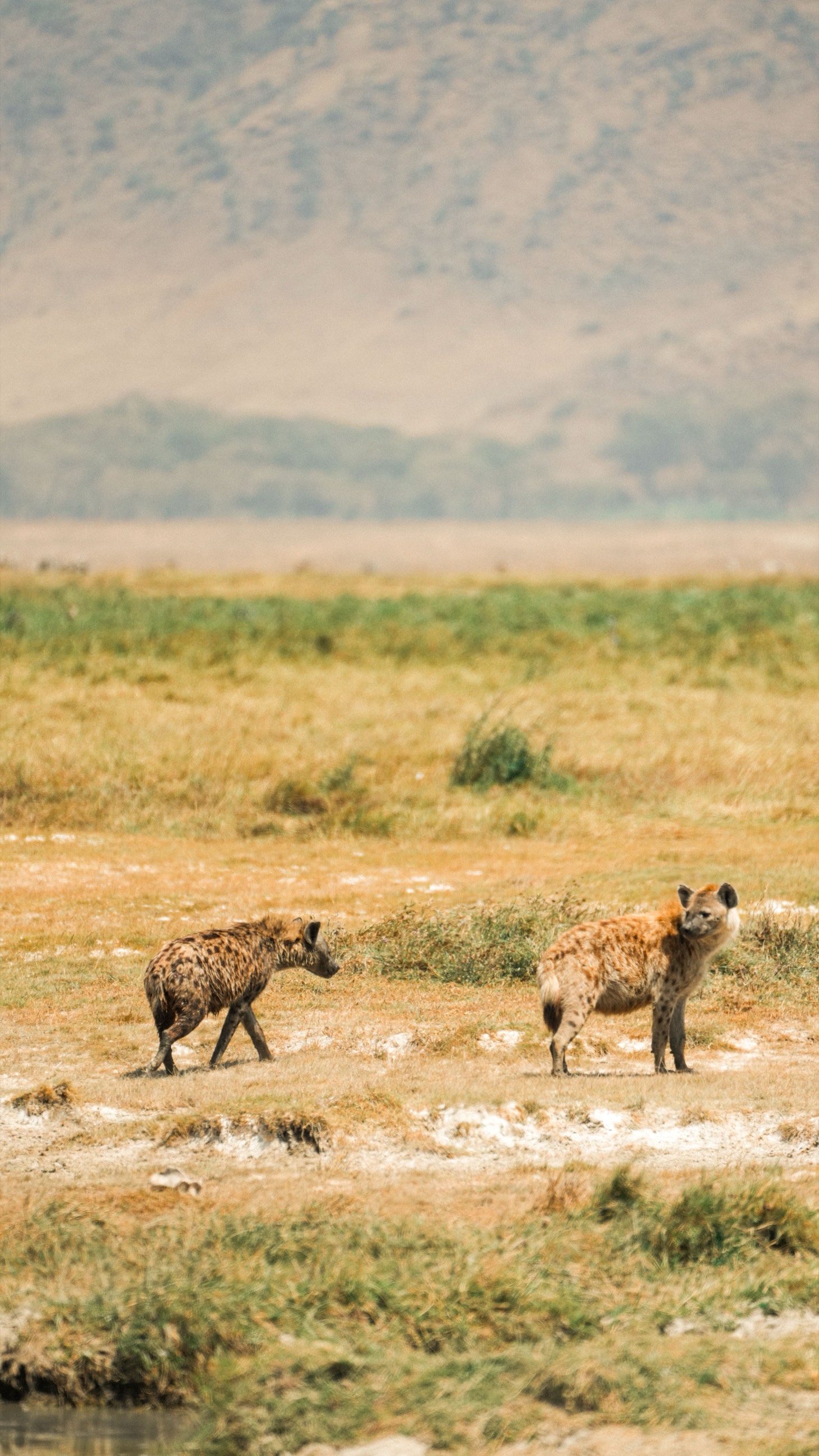 Spotted hyenas crossing the Ngorongoro Crater floor