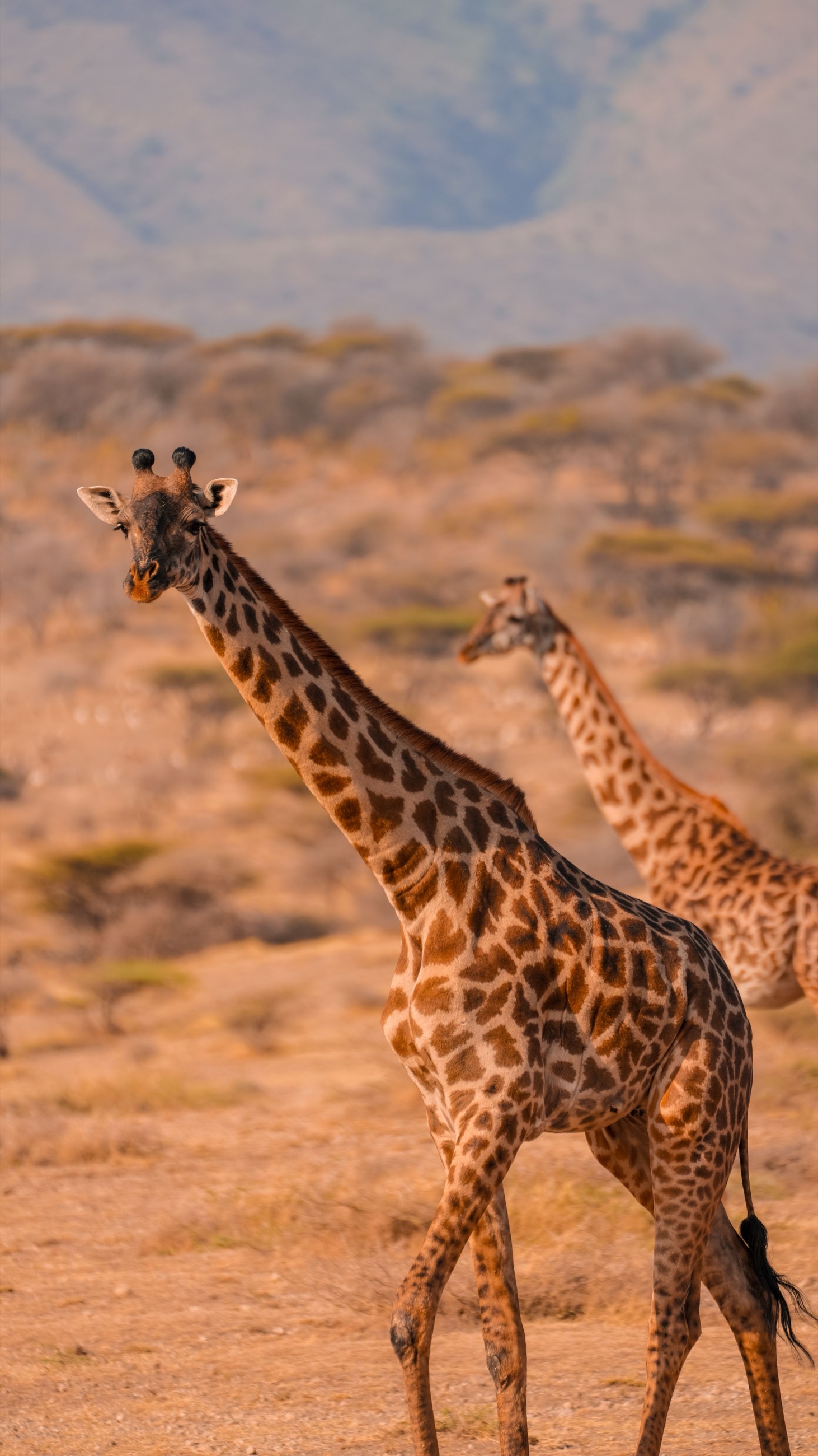 Masai giraffe walking across the Serengeti plains